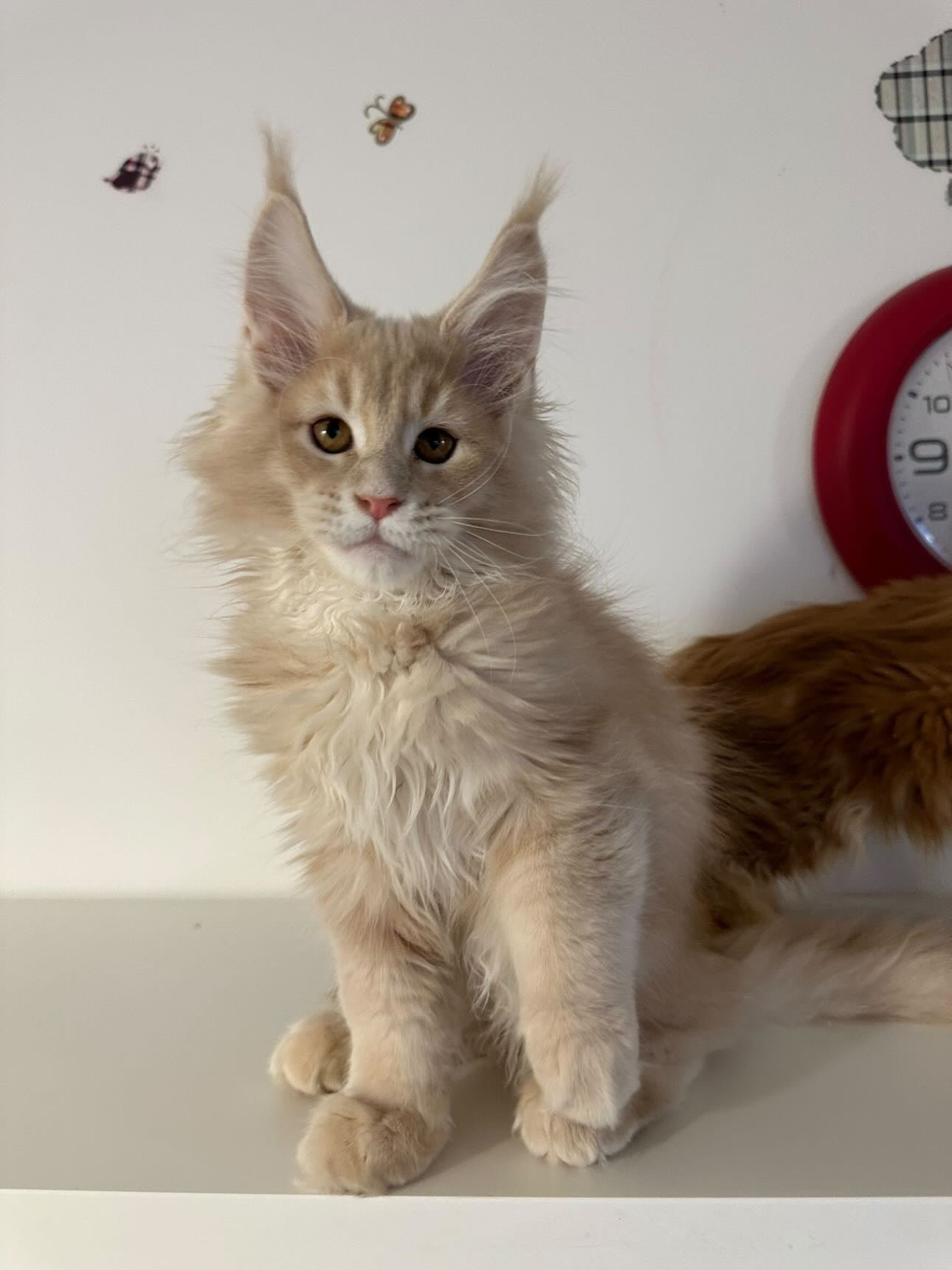 3-Month-Old Triton – Future Maine Coon King in His Early Days of Exploration