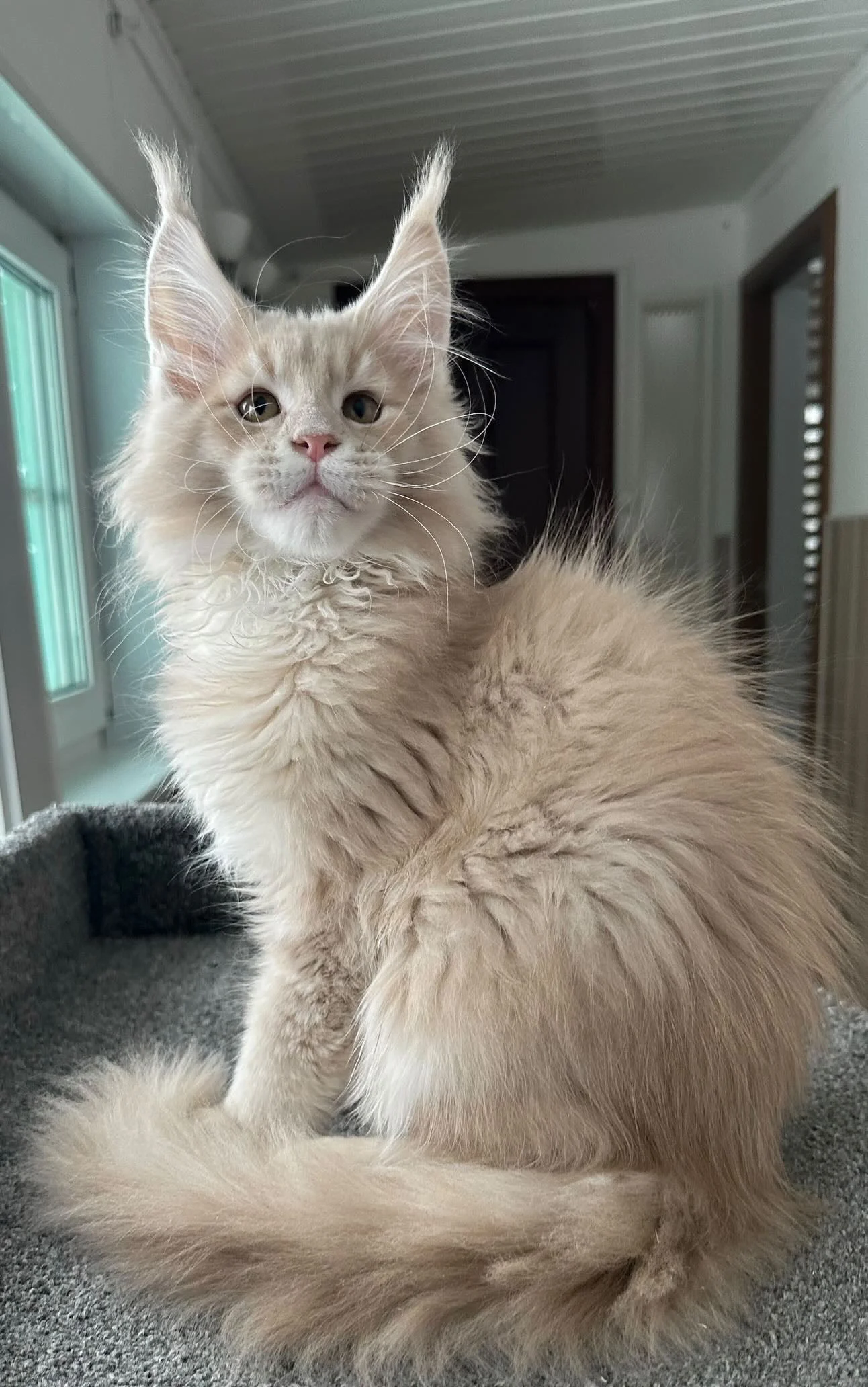 Triton at 3 Months – Adorable Maine Coon Kitten with Fluffy Ears and Curious Expression