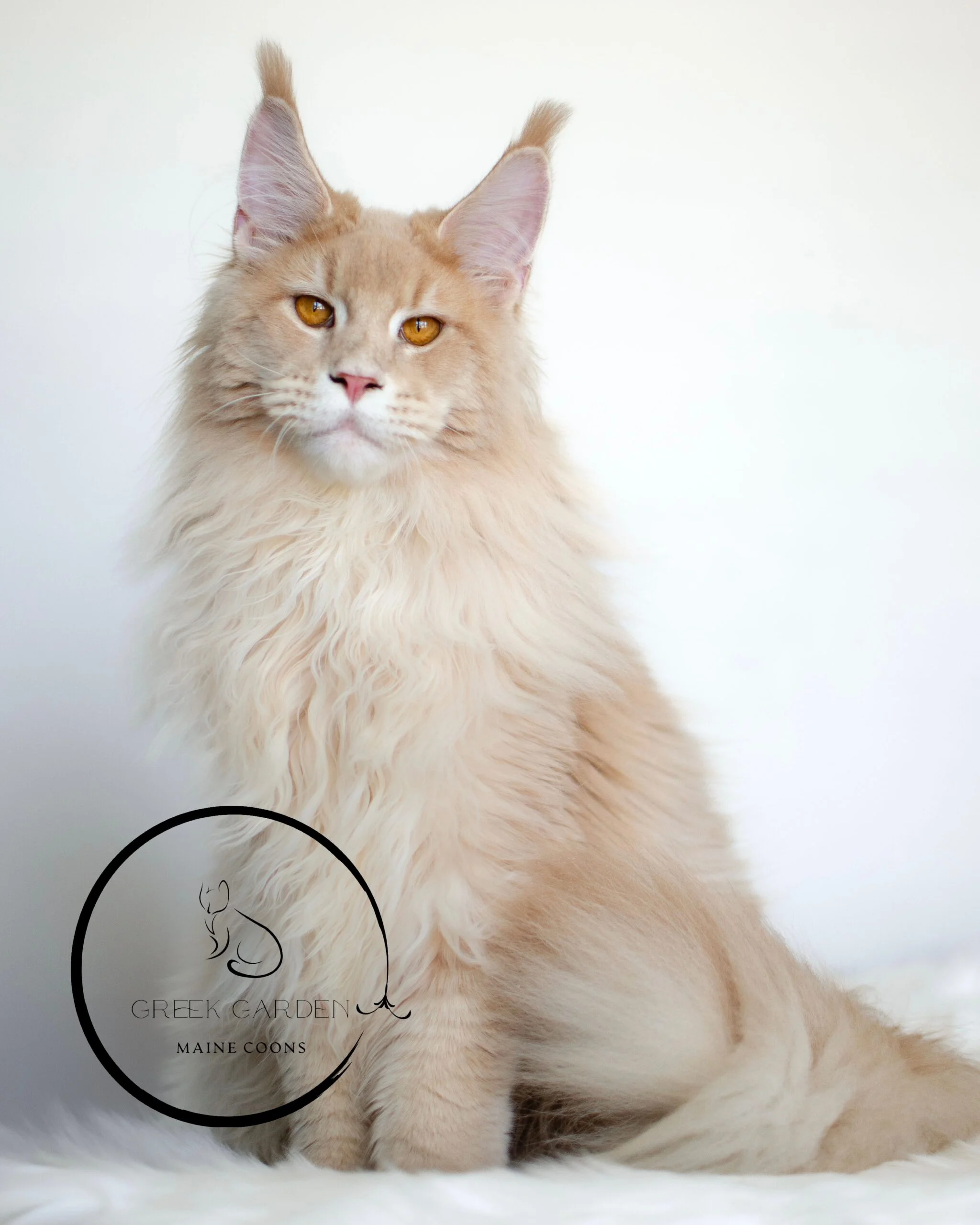 Triton on the Move – Graceful and Powerful 7 month old Purebred Maine Coon King in Action