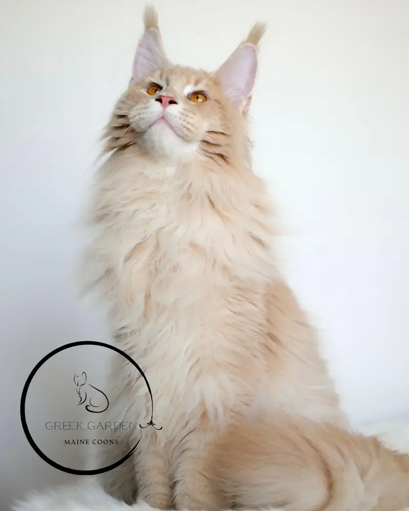 Triton’s Unique Coat Pattern – Detailed View of Our Handsome Maine Coon King