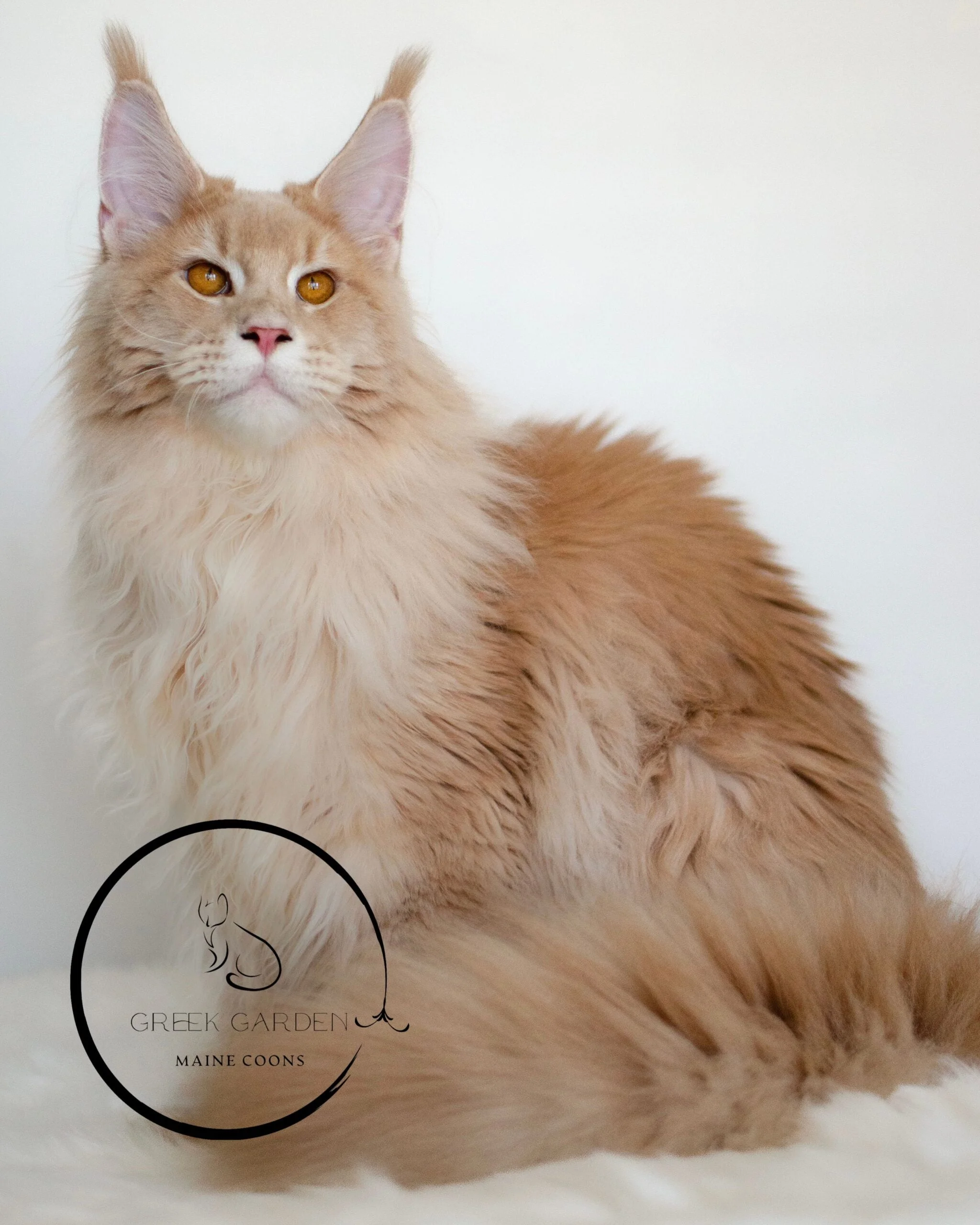 Triton Posing Outdoors – Majestic Maine Coon King Surrounded by Utah’s Natural Beauty