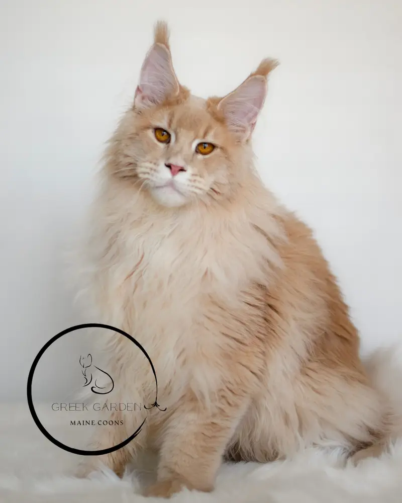 Triton at 7 Months – Growing Maine Coon King with Impressive Size and Fluffy Coat