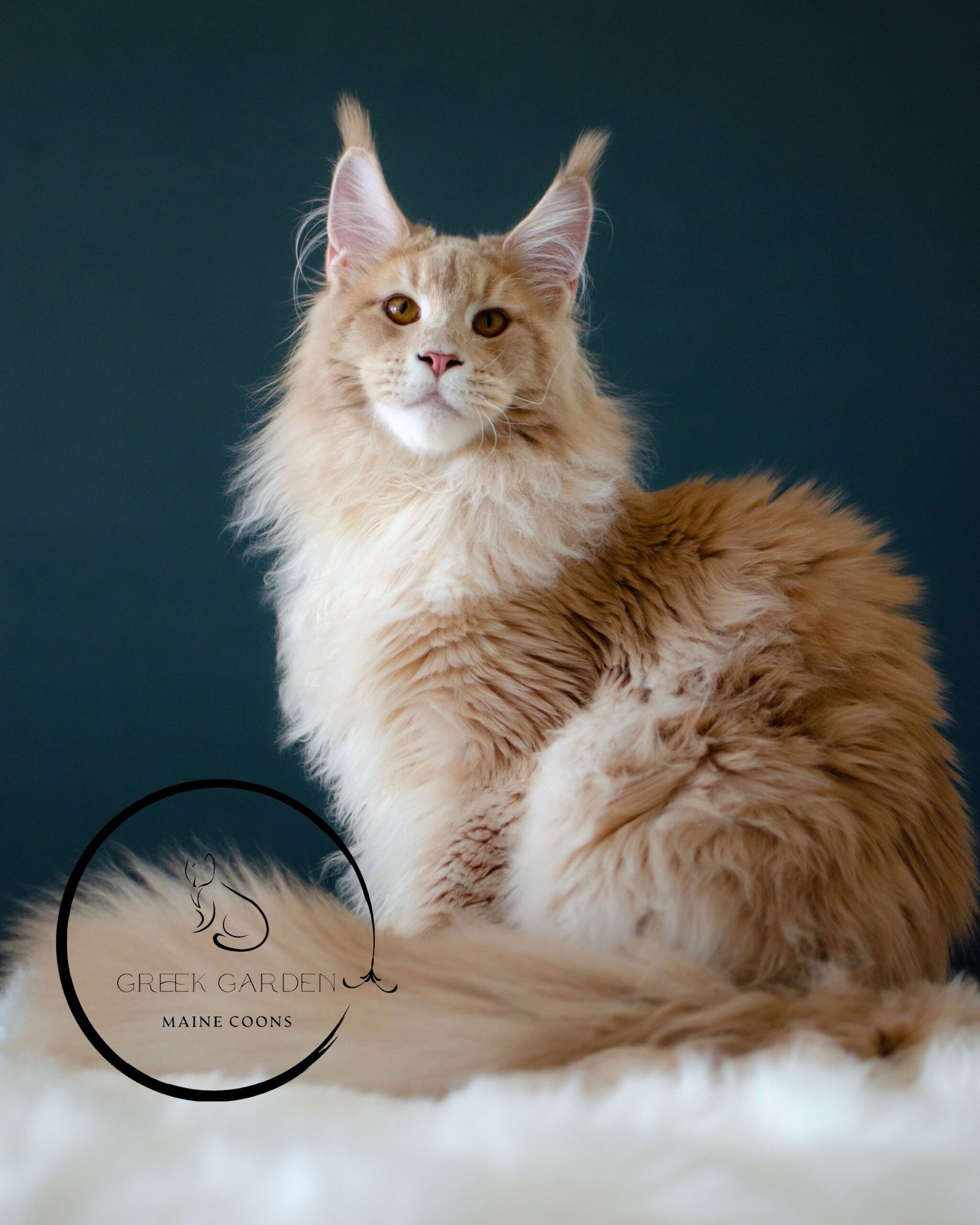 Triton 7 Months Old Maine Coon Cat Cream Ticked Tabby Owned by Greek Garden Maine Coons Utah Maine Coon Breeder