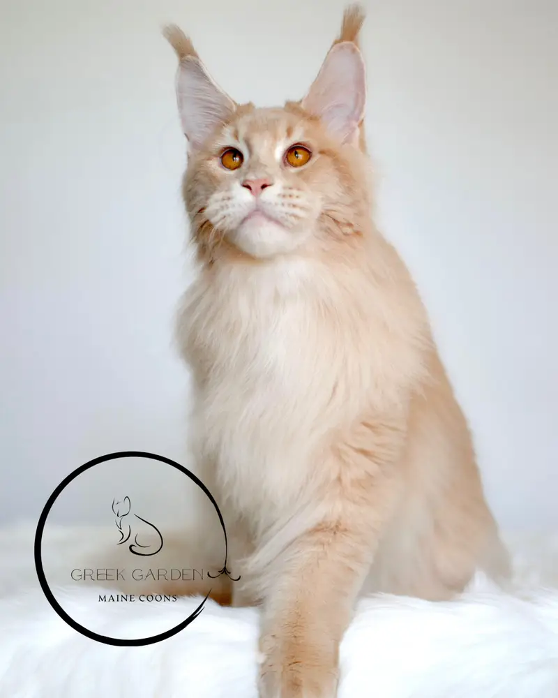 Triton in Play Mode – Powerful Maine Coon King Displaying His Playful Side