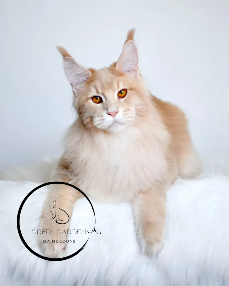 Triton 8 Months Old Maine Coon Cat Cream Ticked Tabby Owned by Greek Garden Maine Coons Utah Maine Coon Breeder