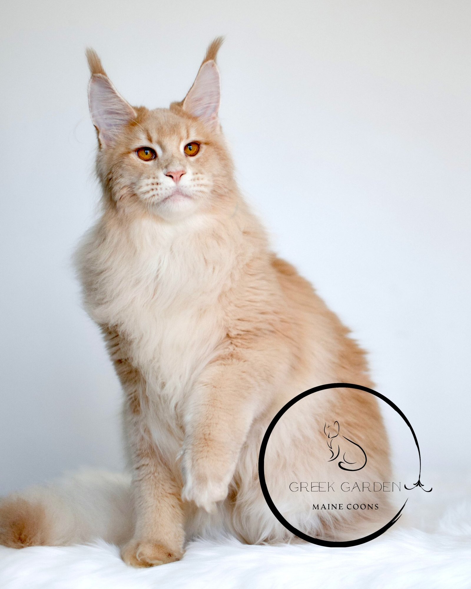 Triton Posing Proudly – Regal Stature of Our Maine Coon King in Utah