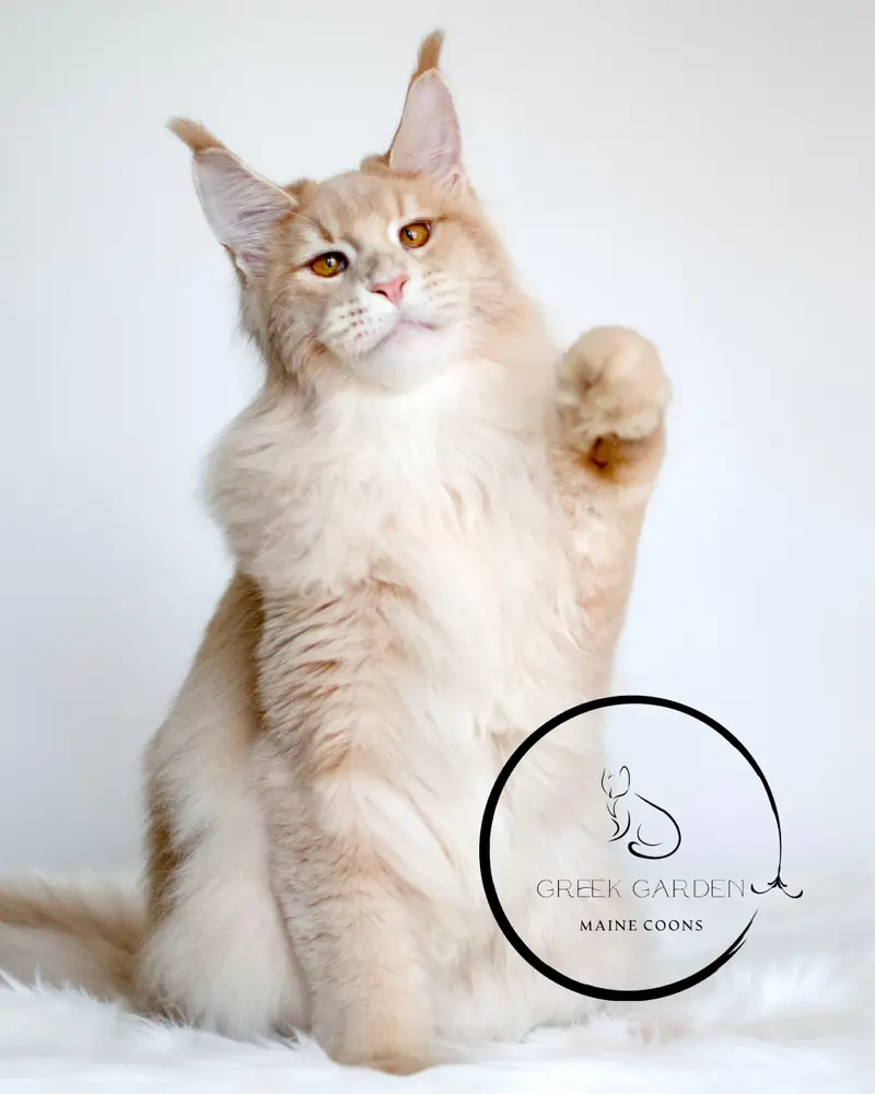 Triton’s Striking Amber Eyes – A Close-Up of Our Majestic Maine Coon King