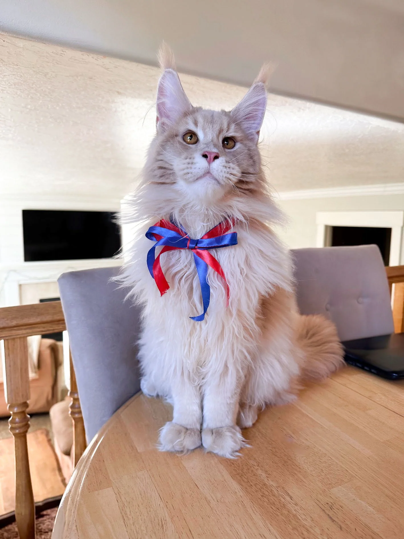 6-Month-Old Triton – Energetic Purebred Maine Coon with a Promising Regal Presence