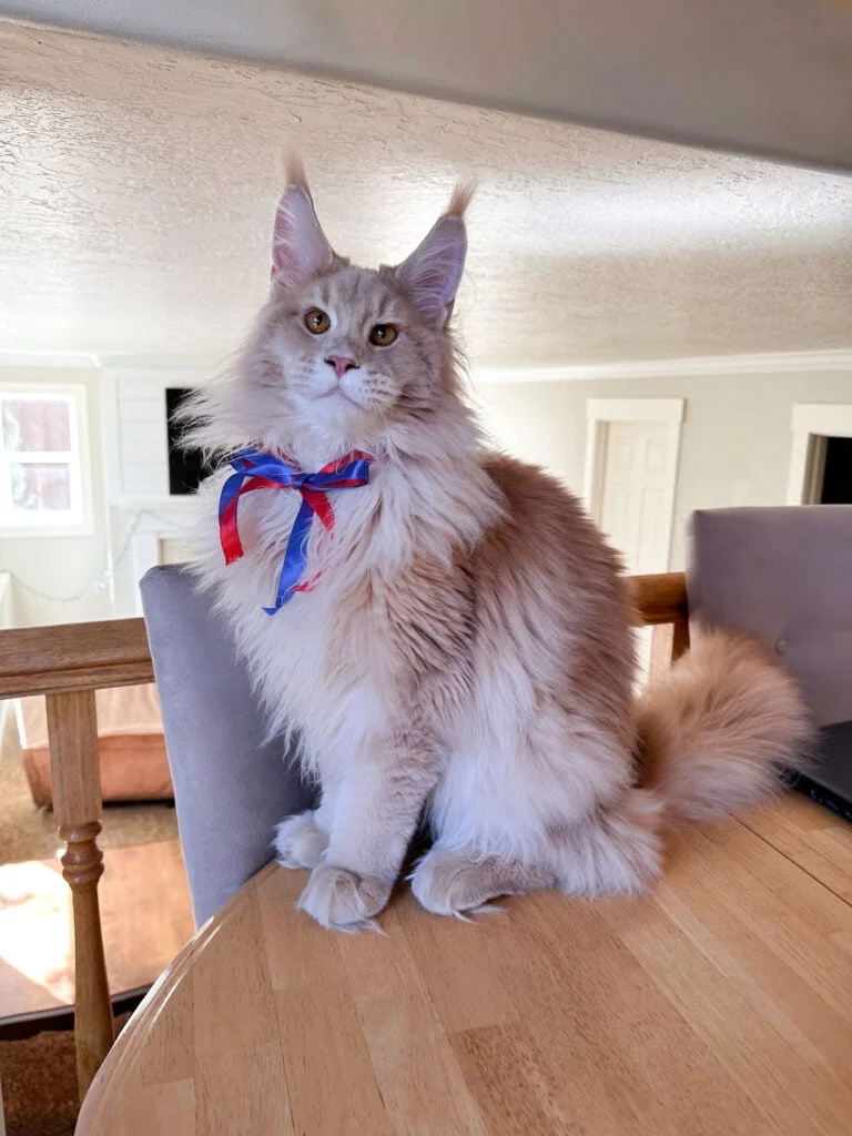 Triton at 6 Months – Playful Young Maine Coon King with Striking Amber Eyes. Big cats as pets.