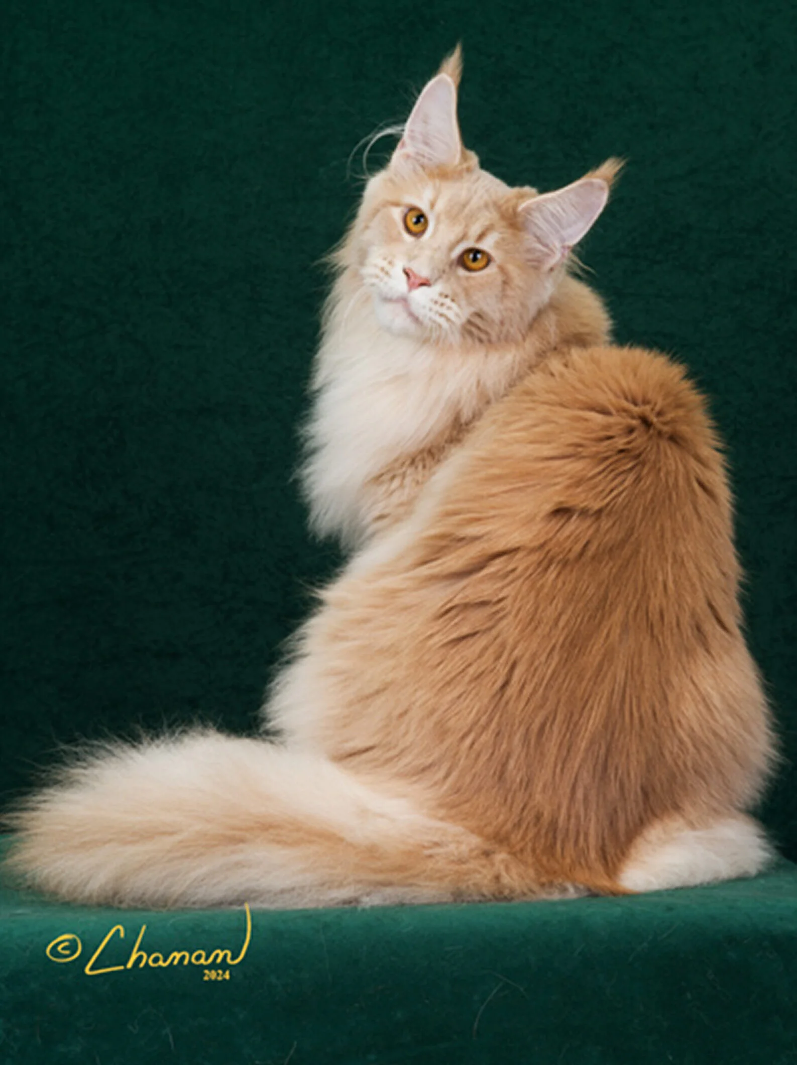 Triton the Maine Coon King – Captivating Close-Up of His Distinctive Features. Best maine coon images. Show winning maine coon.