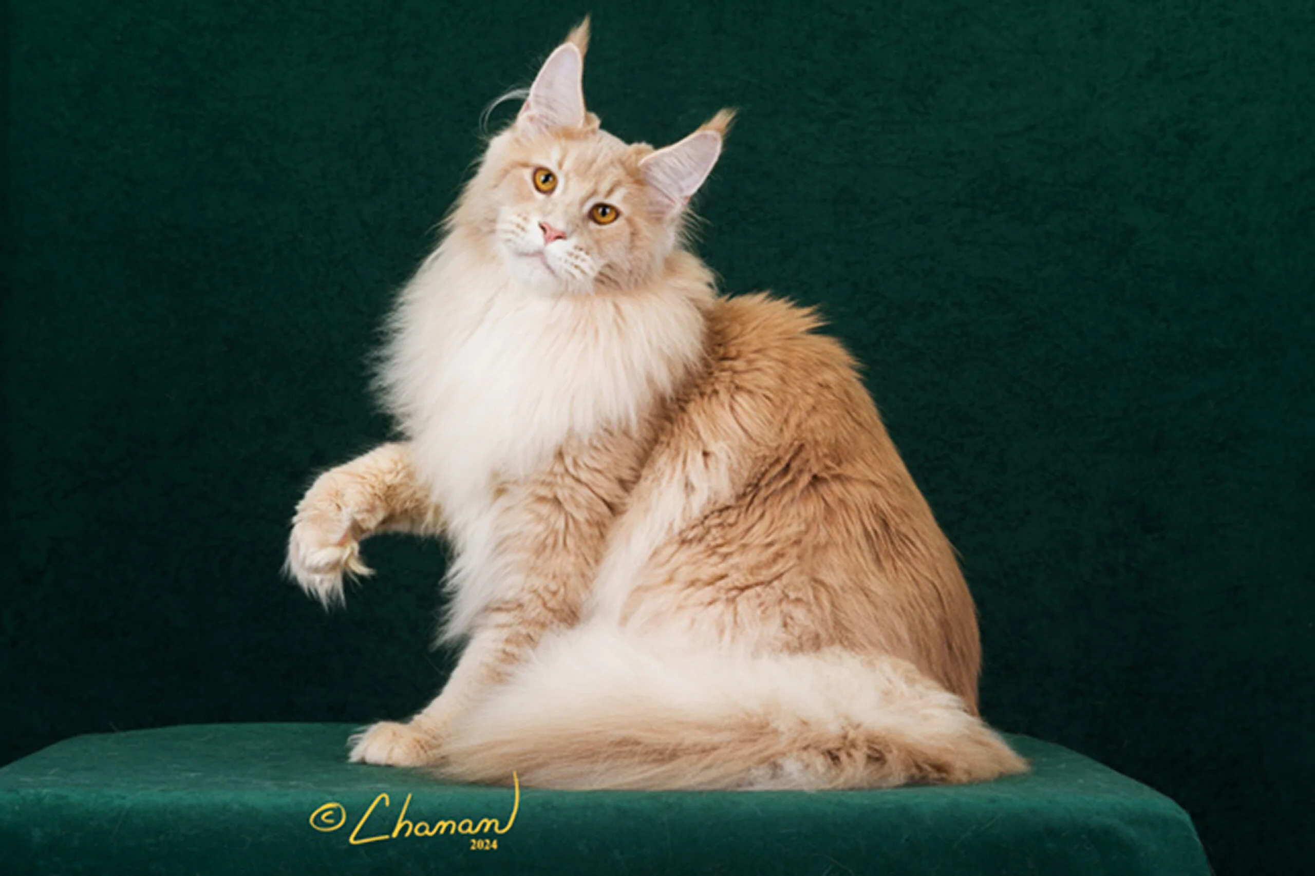 Triton Relaxing – A Purebred Maine Coon with Fluffy Tail and Silky Coat