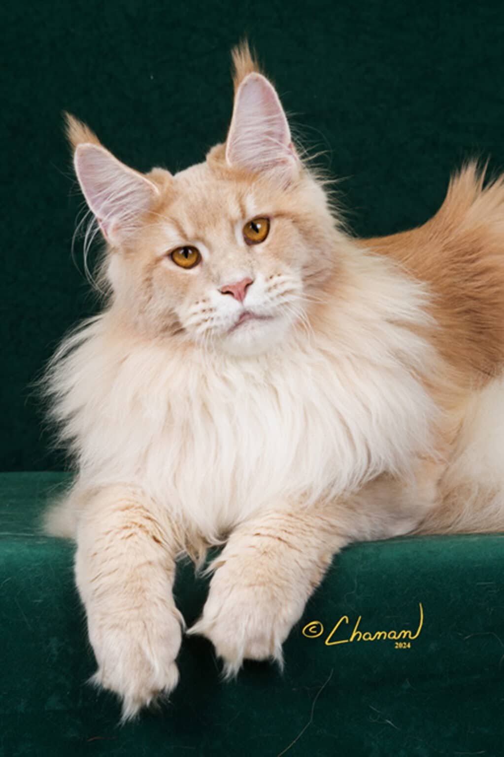 Triton – Cream Ticked Tabby Maine Coon Kings Fully Health Tested with Hip X-rays, Heart Echo, DNA, TICA & CFA Registered.