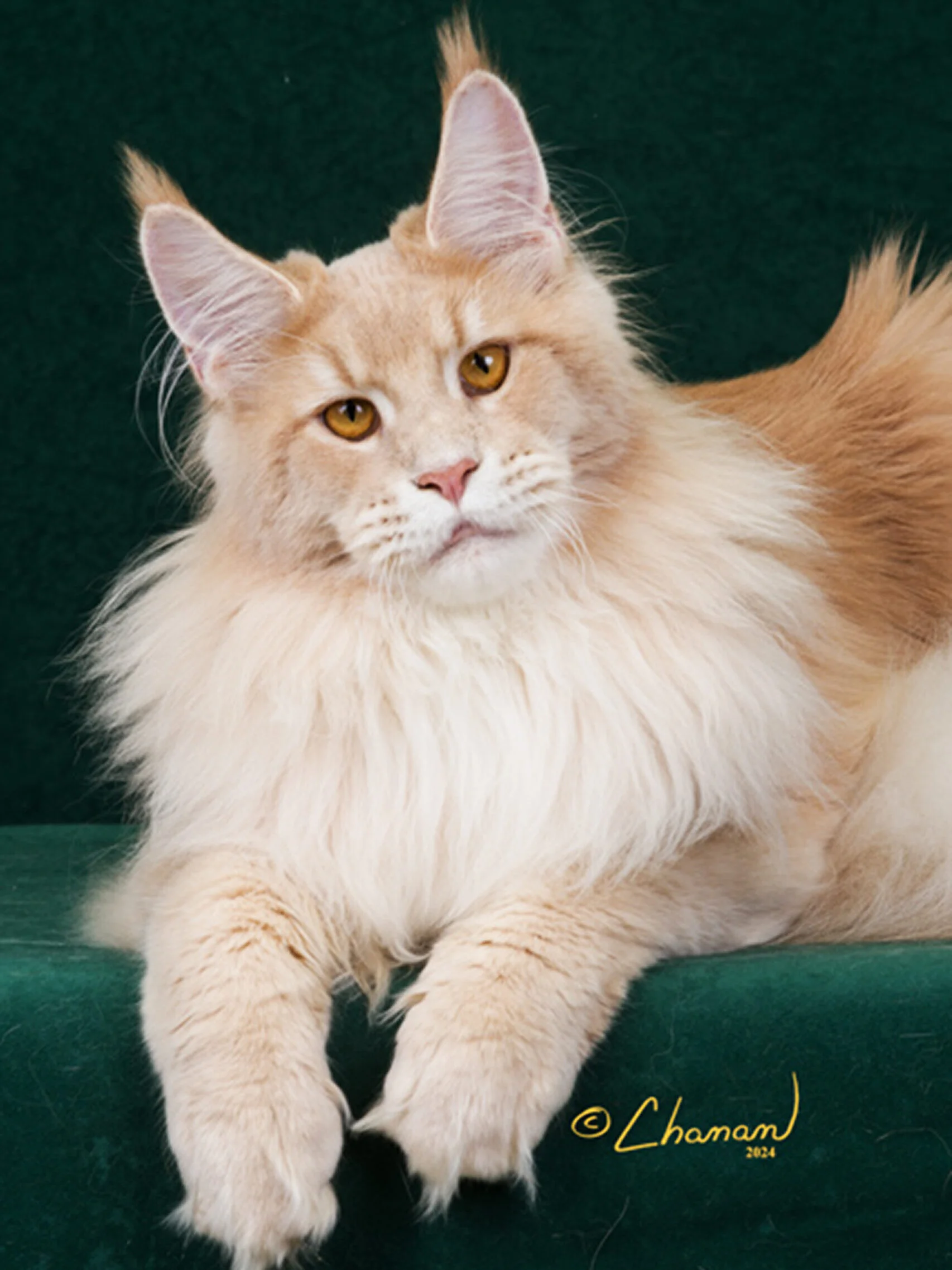 Triton – Cream Ticked Tabby Maine Coon Kings Fully Health Tested with Hip X-rays, Heart Echo, DNA, TICA & CFA Registered.