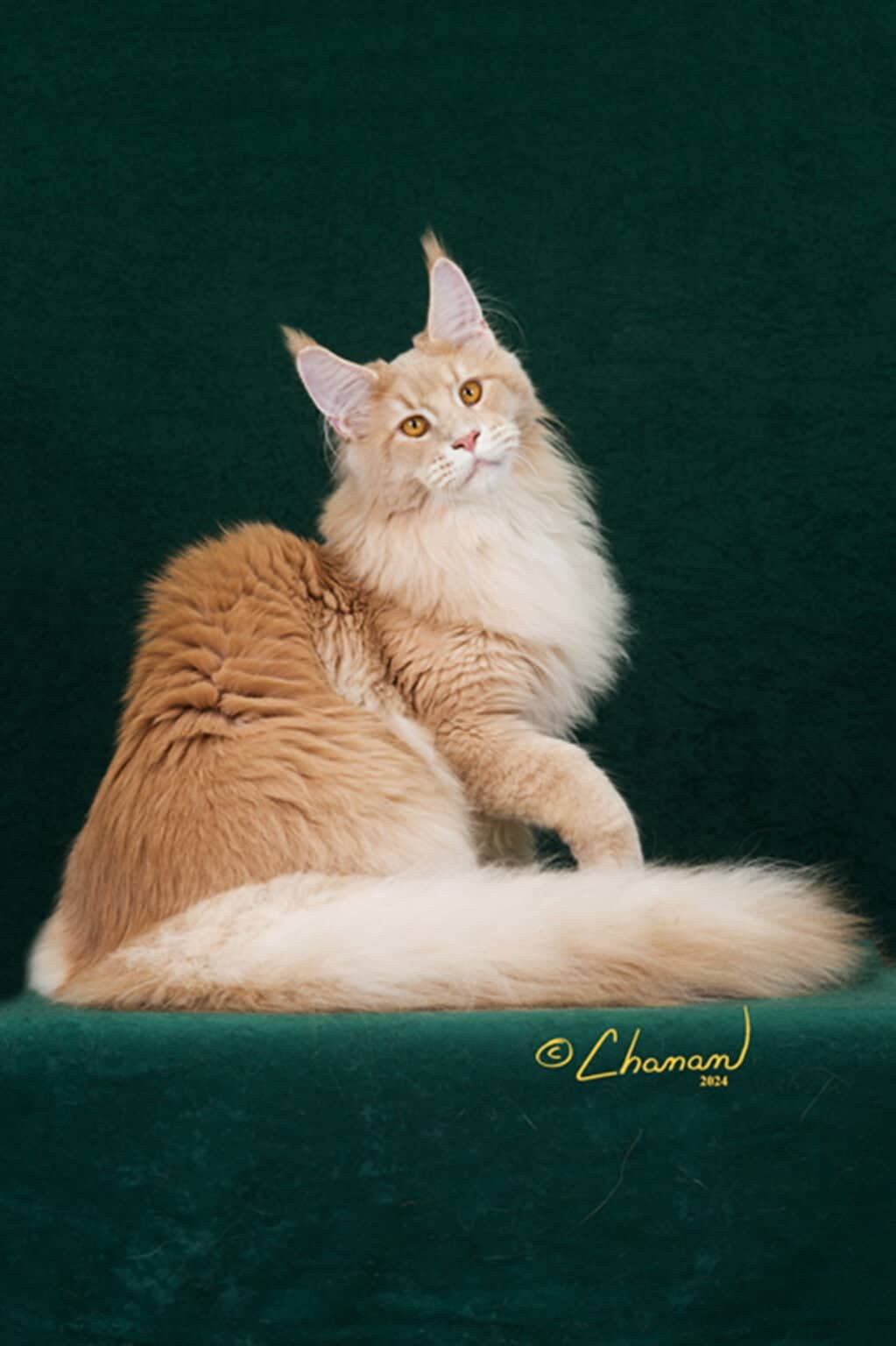 Triton 2 Triton, Our Majestic 8 month old Maine Coon King – Stunning Full Profile in Natural Lighting