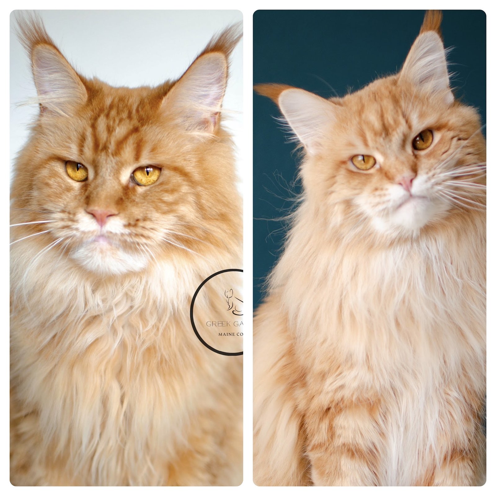 Two orange maine coon cats from Greek Garden Maine Coons, upcoming litter plans from Queen Calliope and King Apollo