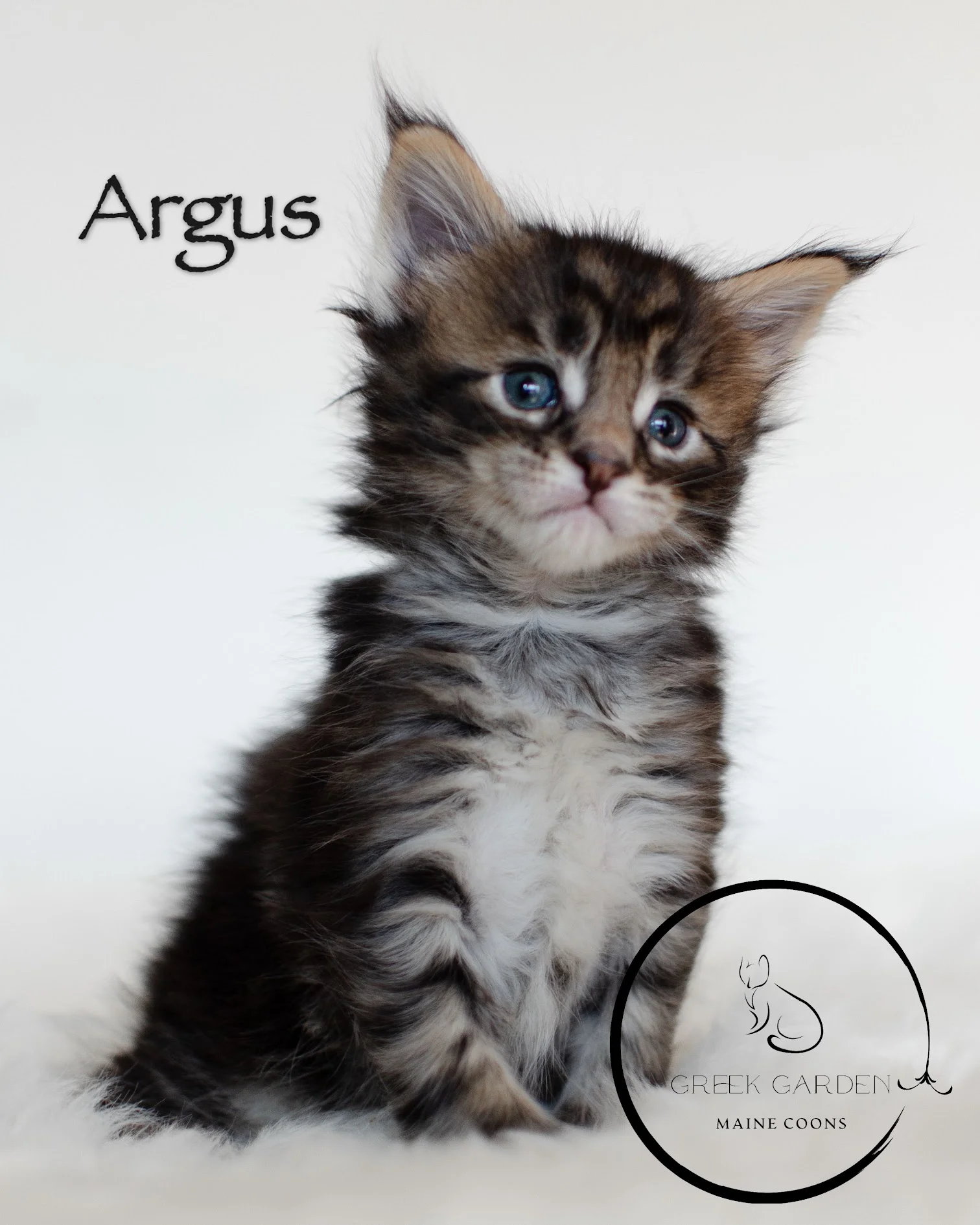 Argus 4 Weeks Old Polydactyl Maine Coon Kittens for Sale in Utah.