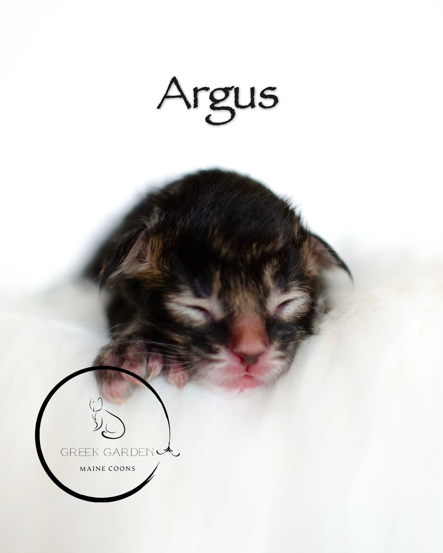 Argus Newborn Polydactyl Maine Coon Kitten Black Tabby