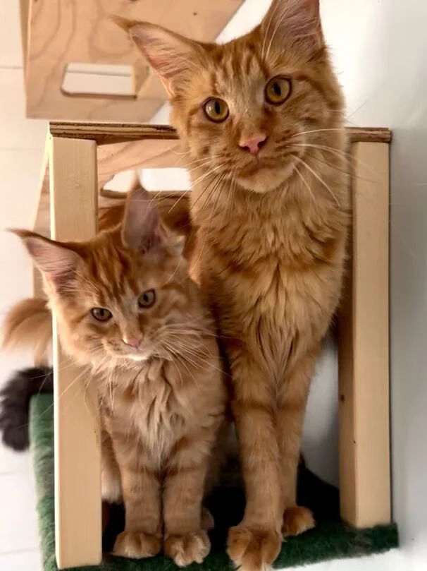 Maine Coon cats mother and daughter, orange maincoon maine coon cats near me. Big maine coon, main coon kittens for sale.