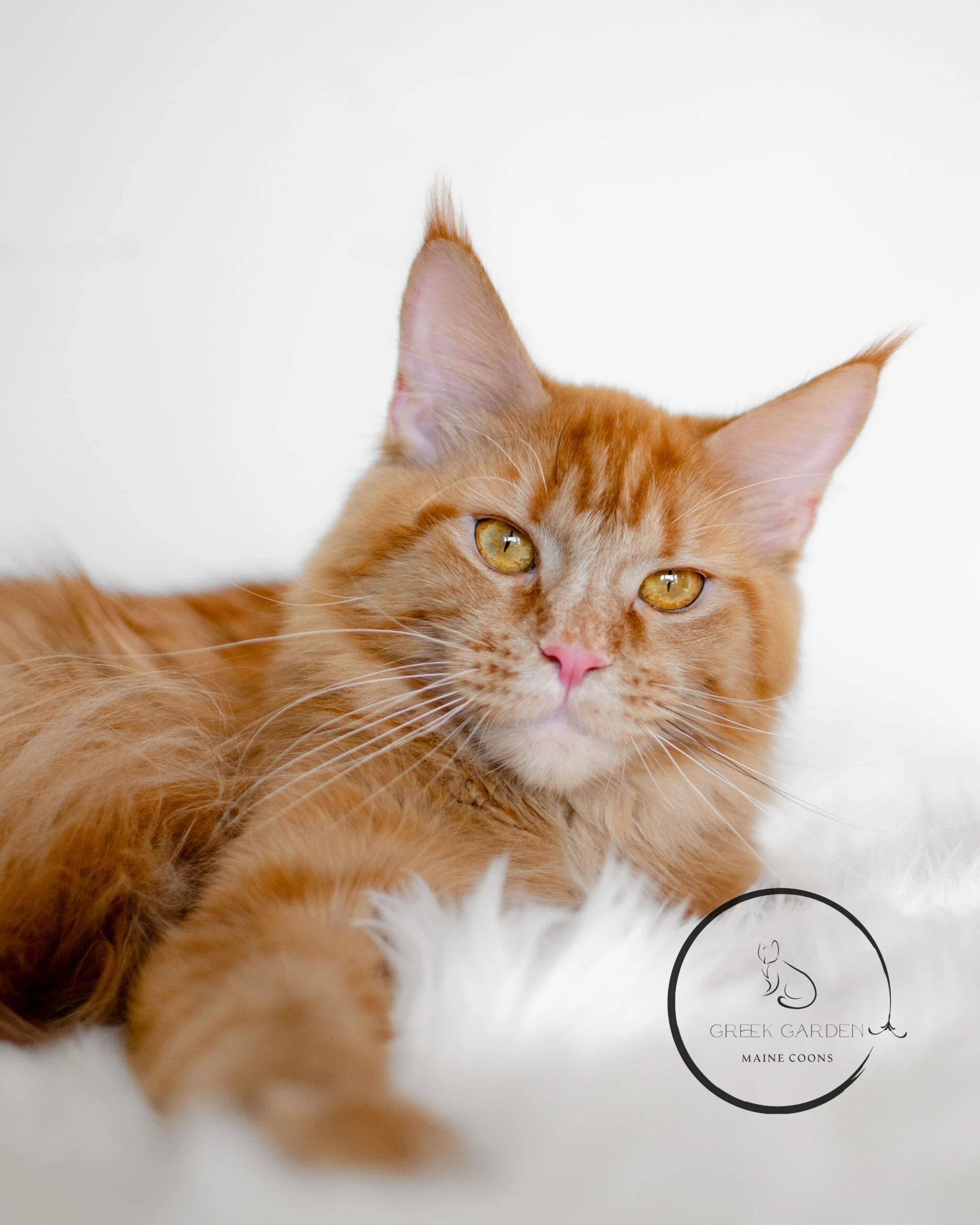 1 year old Athena is a red/orange solid, up-and-coming Maine Coon queen.