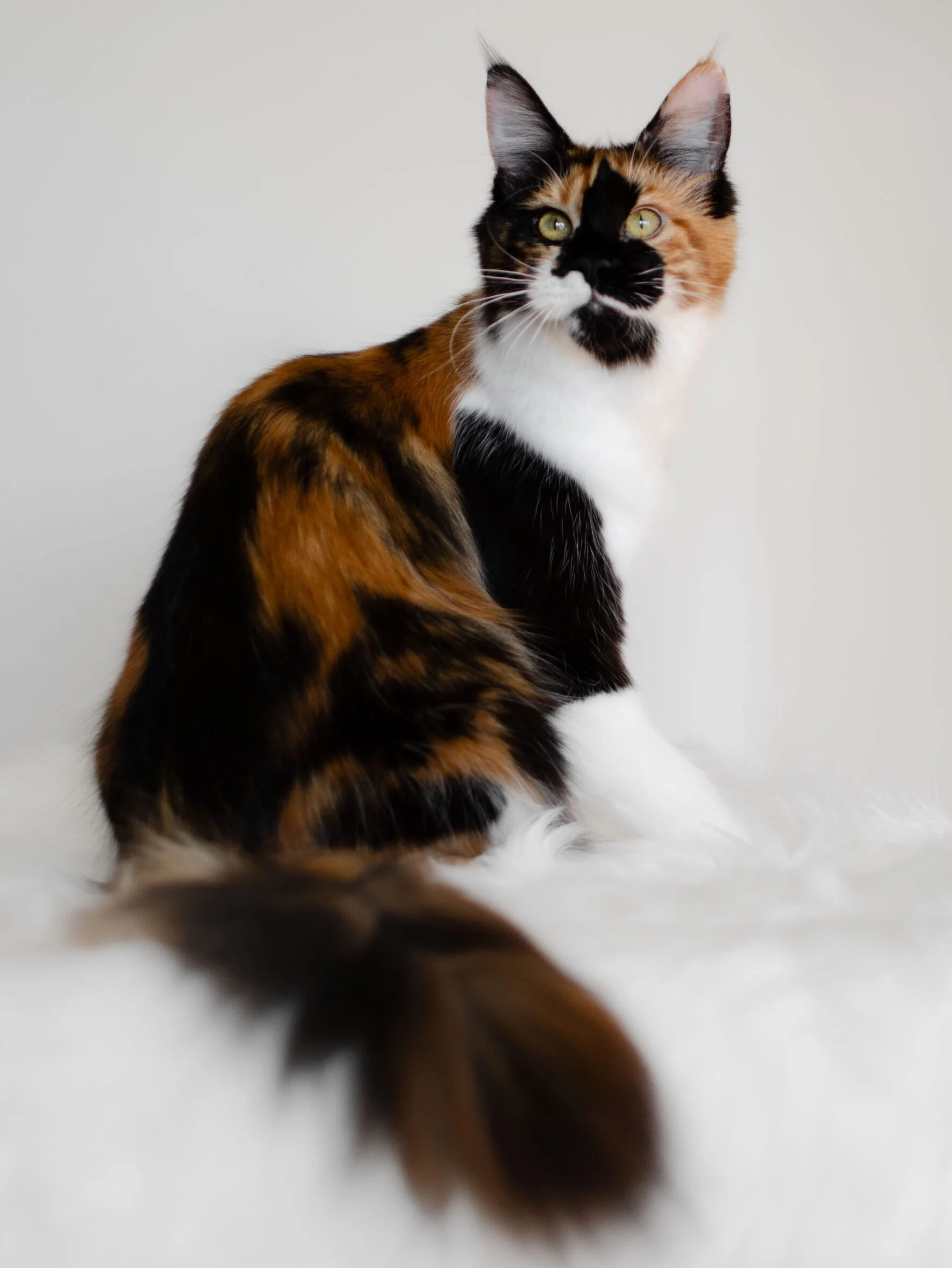 Clio calico Maine Coon Queen at Greek Garden Maine Coons, Utah's Trusted Breeder.