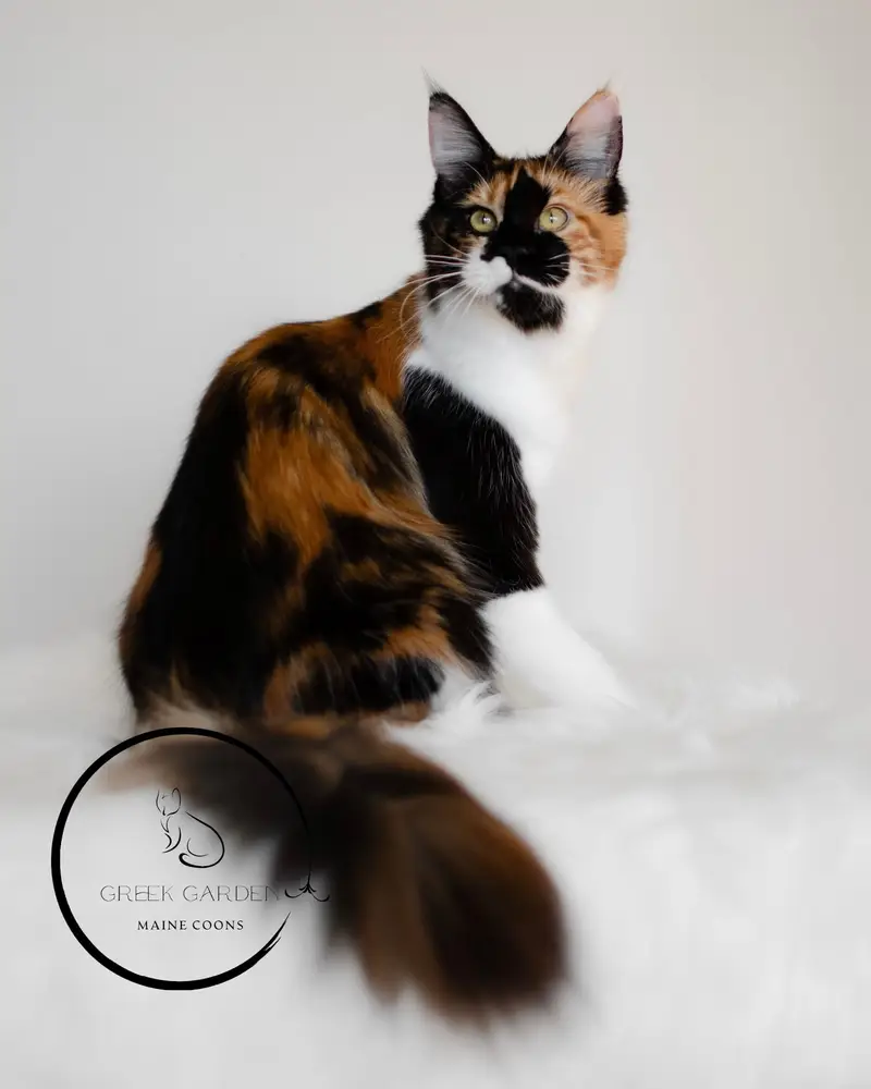 Calico Maine Coon cat from Utah Maine Coon breeders. Maine Coon breeders near me, Maine Coon Utah. Maine Coon cat for sale.