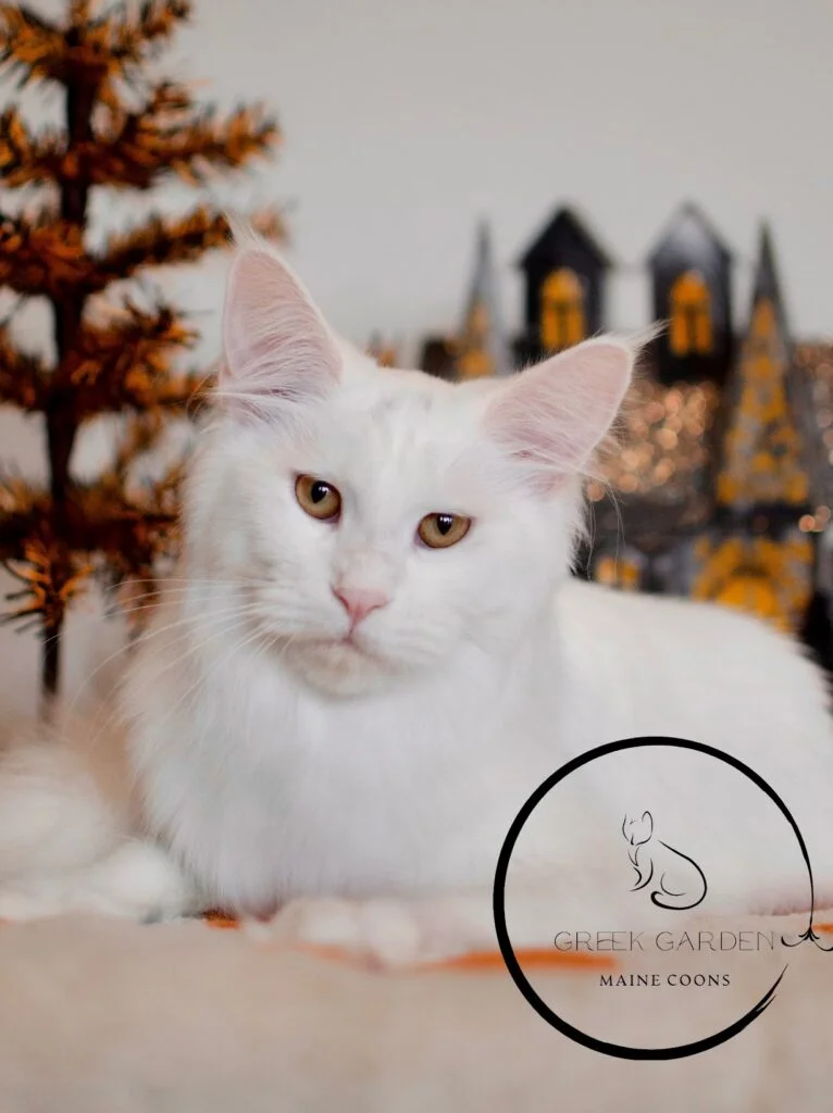 Chloe 8 Months old Maine Coon cat white best maine coon breeders european maine coons near me.
