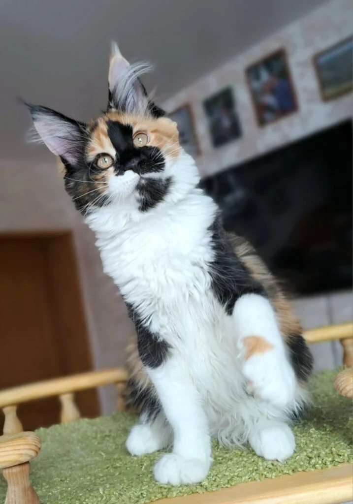 Calico maine coon kitten, black and white and red maine coon. Utah maine coon breeder near me.