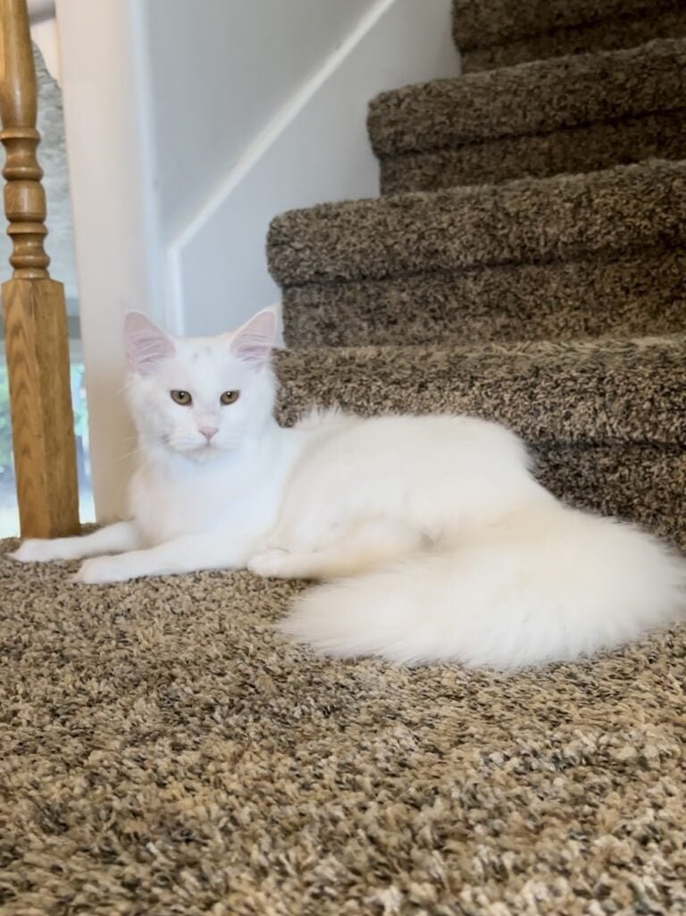 White Maine Coon Kitten for Sale in Utah, Raised by Reputable Breeders, Large and Majestic with a Stunning Coat. Maincoon cat breed.