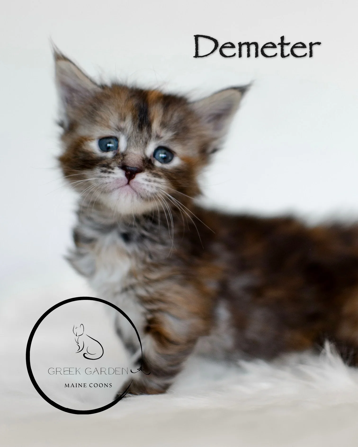 Torbie Calico Maine Coon Kitten 4 Weeks Old Greek Garden Maine Coon kittens available near me.