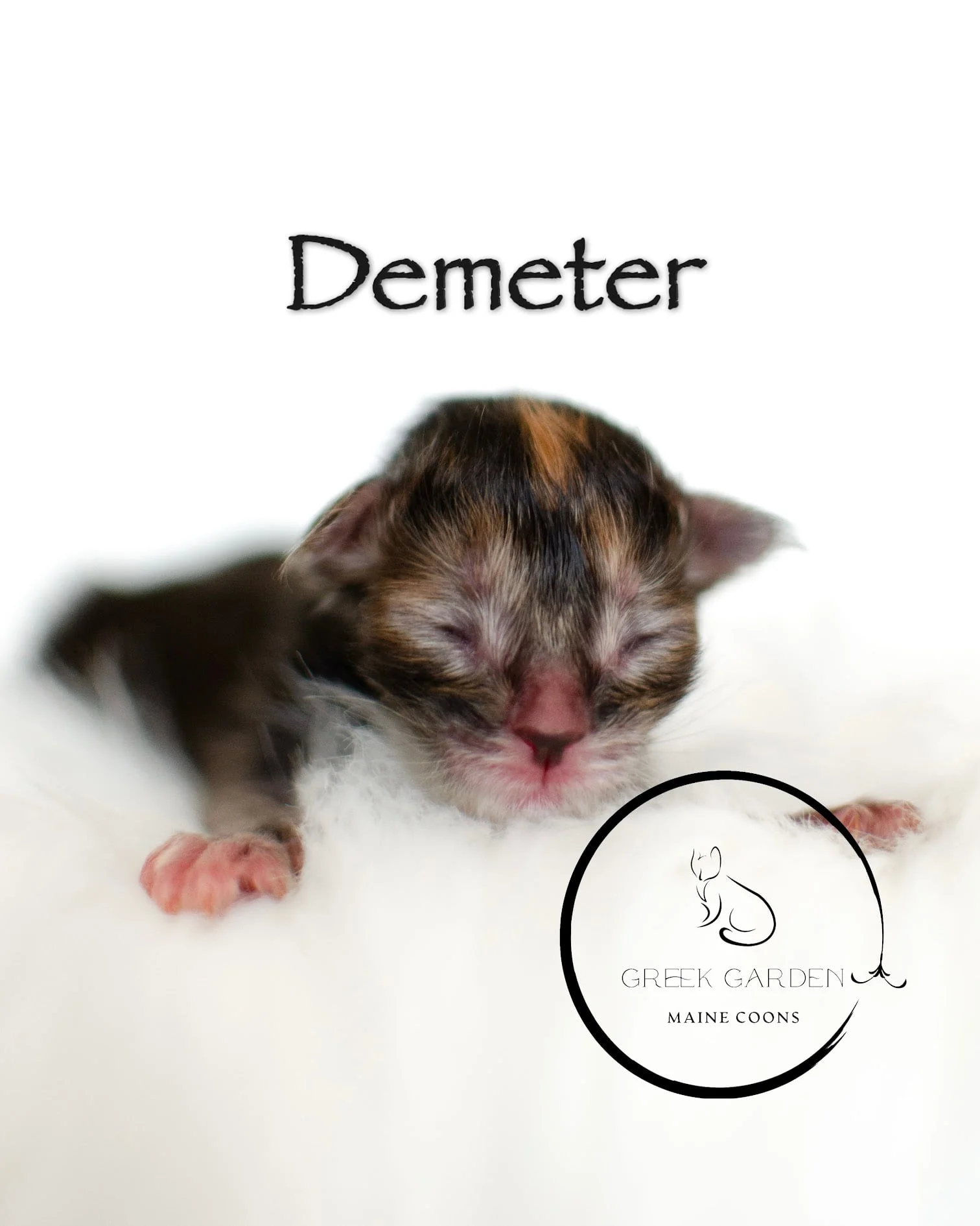 Demeter Newborn Maine Coon Kitten Black Torbie