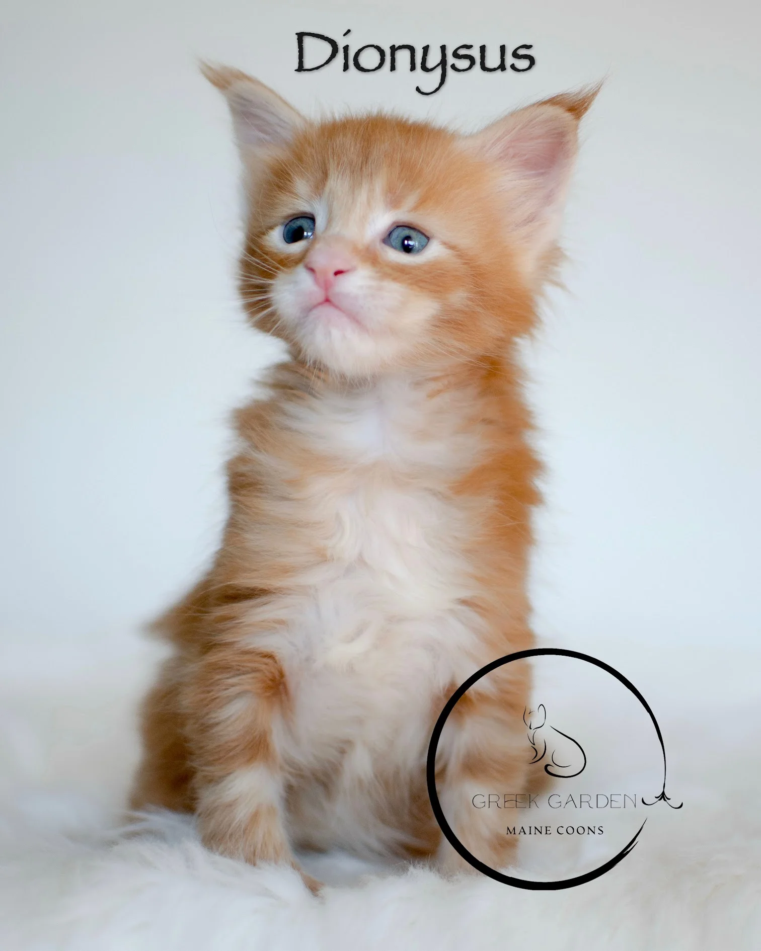 Dionysus Red Plolydactyl maine coon kitten images red tabby maine coon orange. Orange kittens.