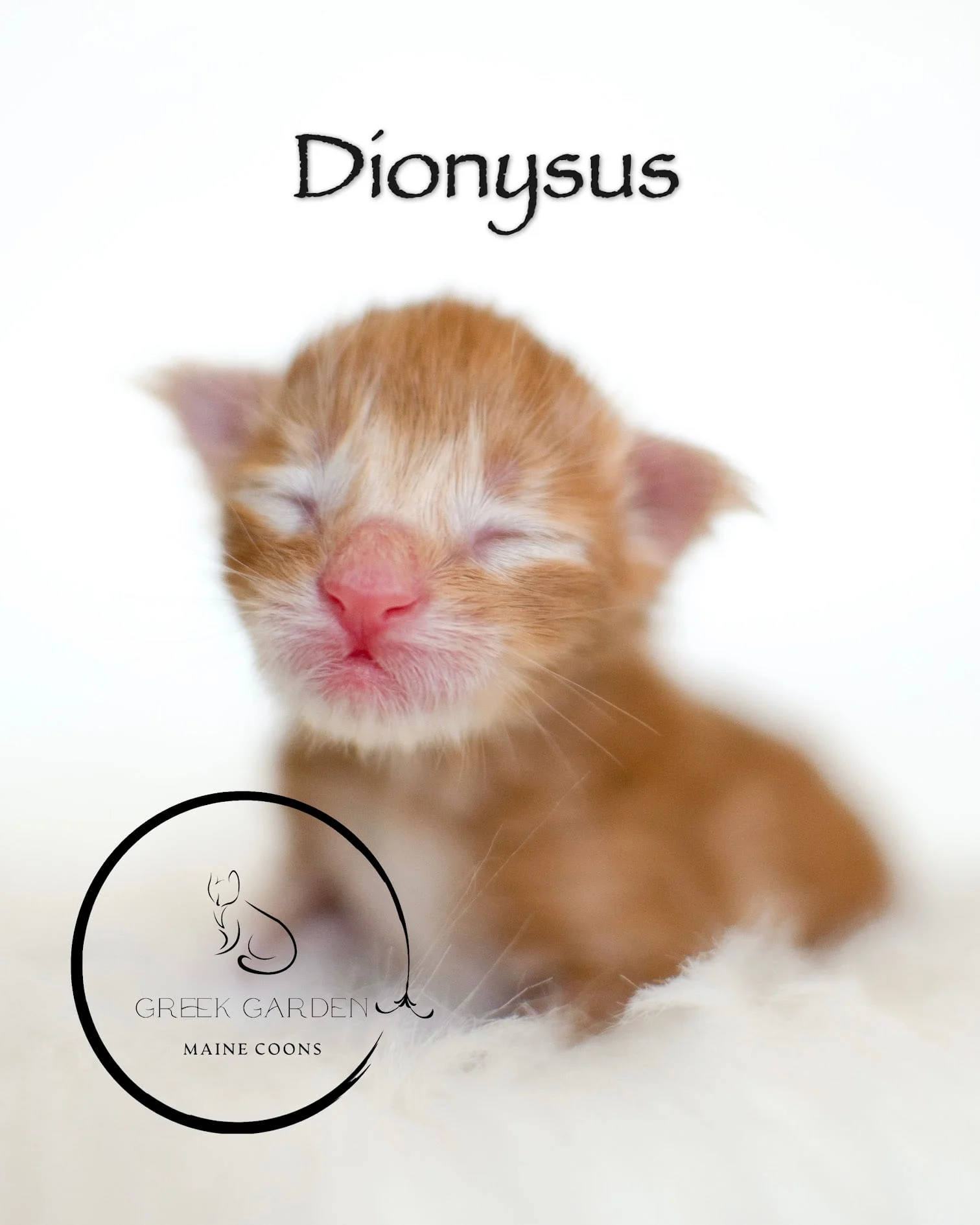 Dionysus Newborn Polydactyl Maine Coon Kitten Red Tabby