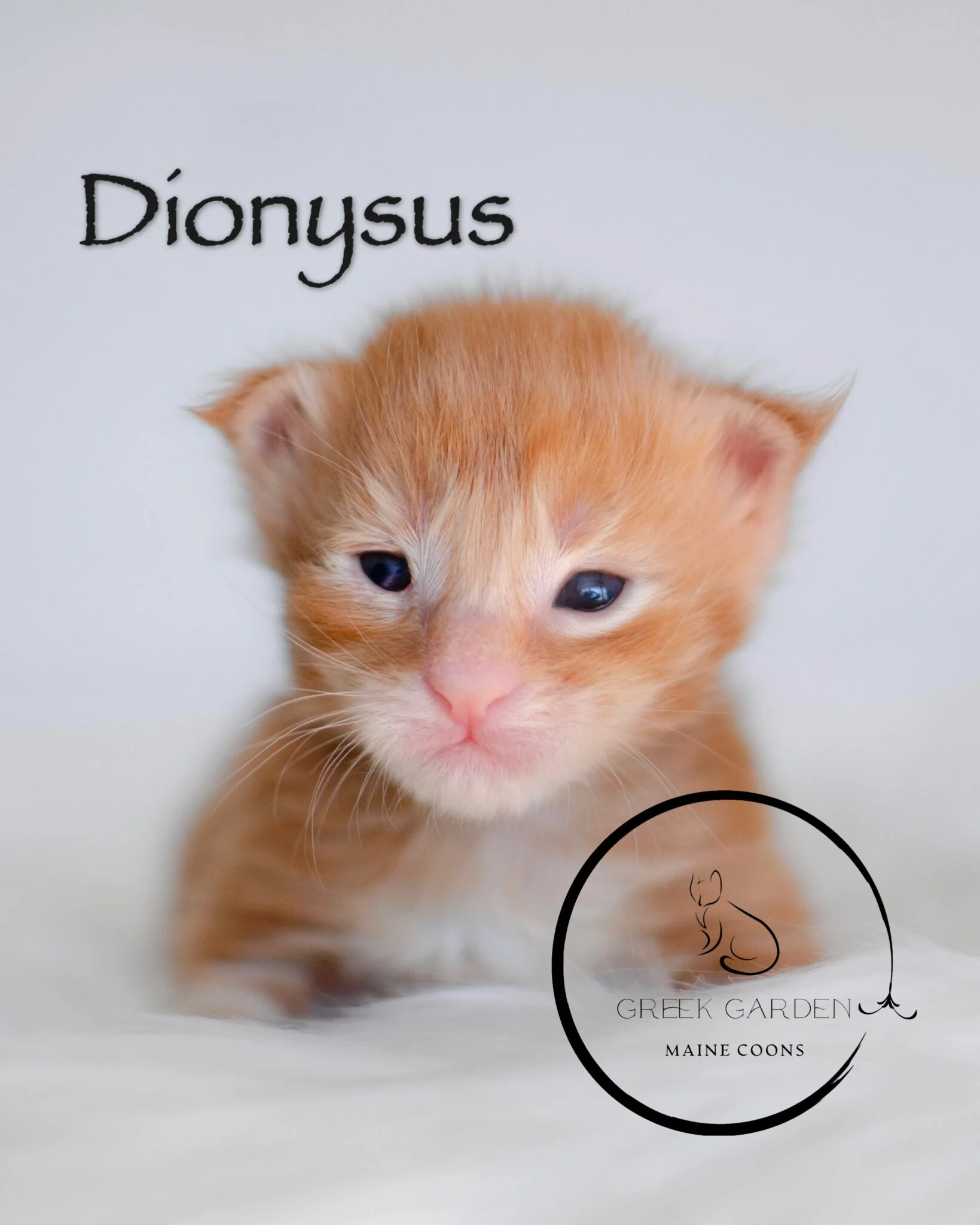 Dionysus 2 Week Old Polydactyl Maine Coon Kitten Red Classic Tabby