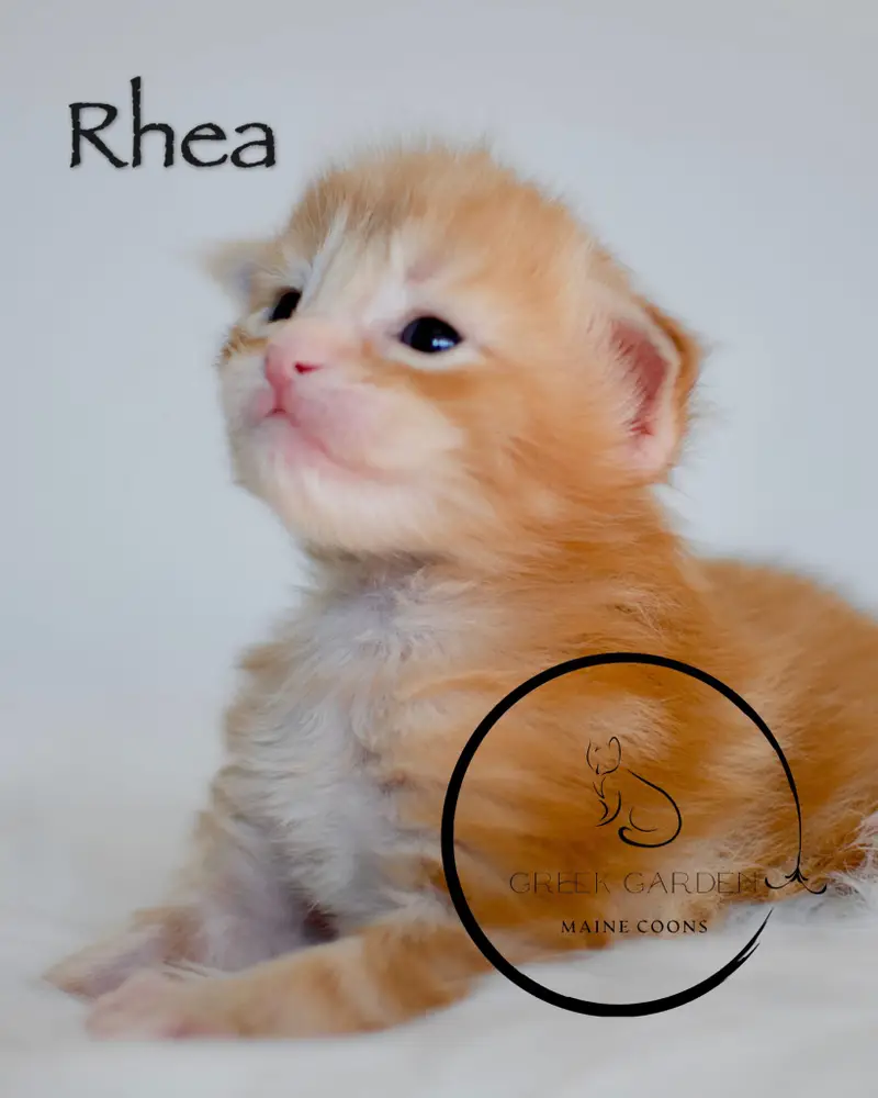 Rhea 2 Week Old Polydactyl Maine Coon Kitten Red Classic Tabby