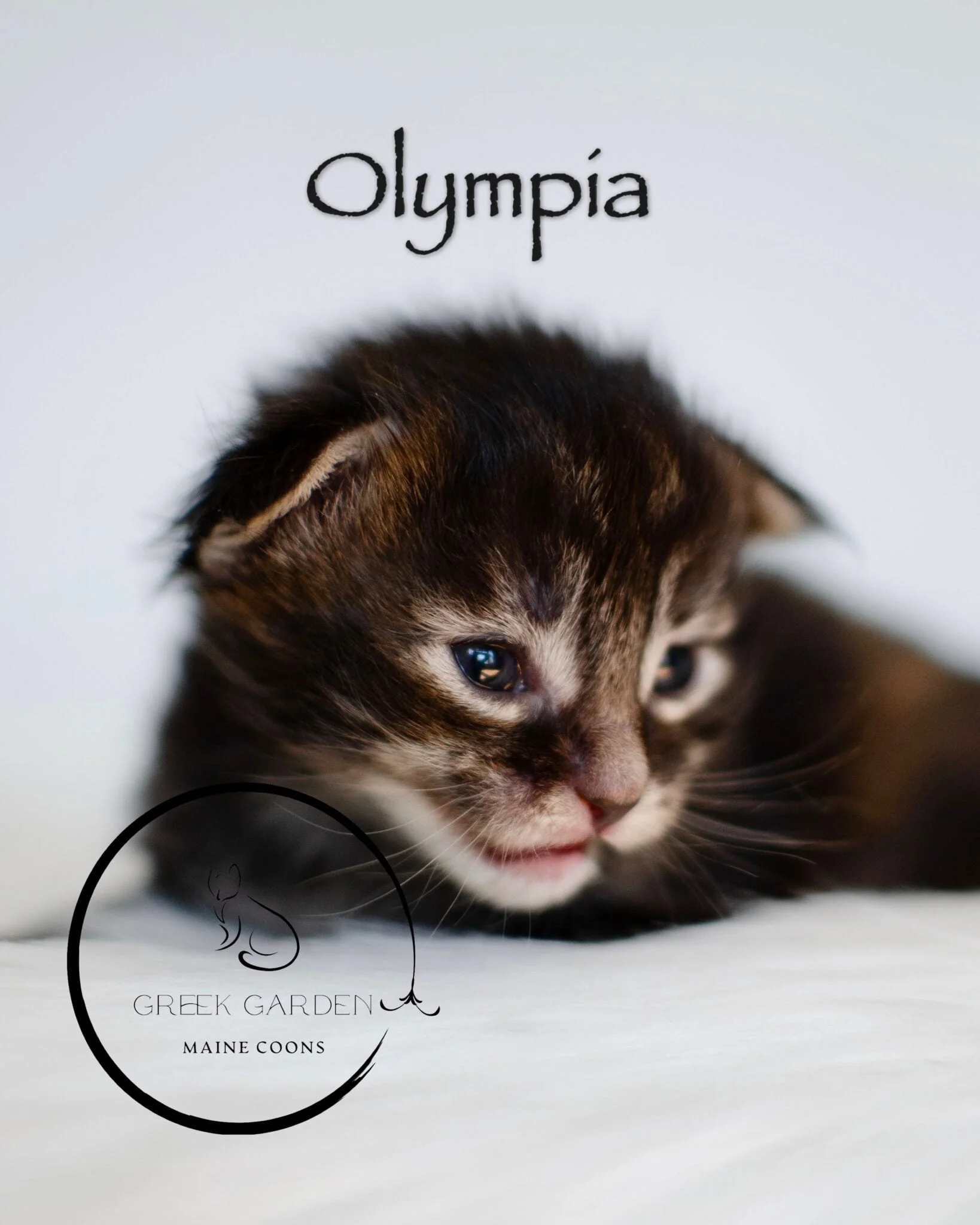 Olympia 2 Week Old Polydactyl Maine Coon Kitten Black Tabby Tortie