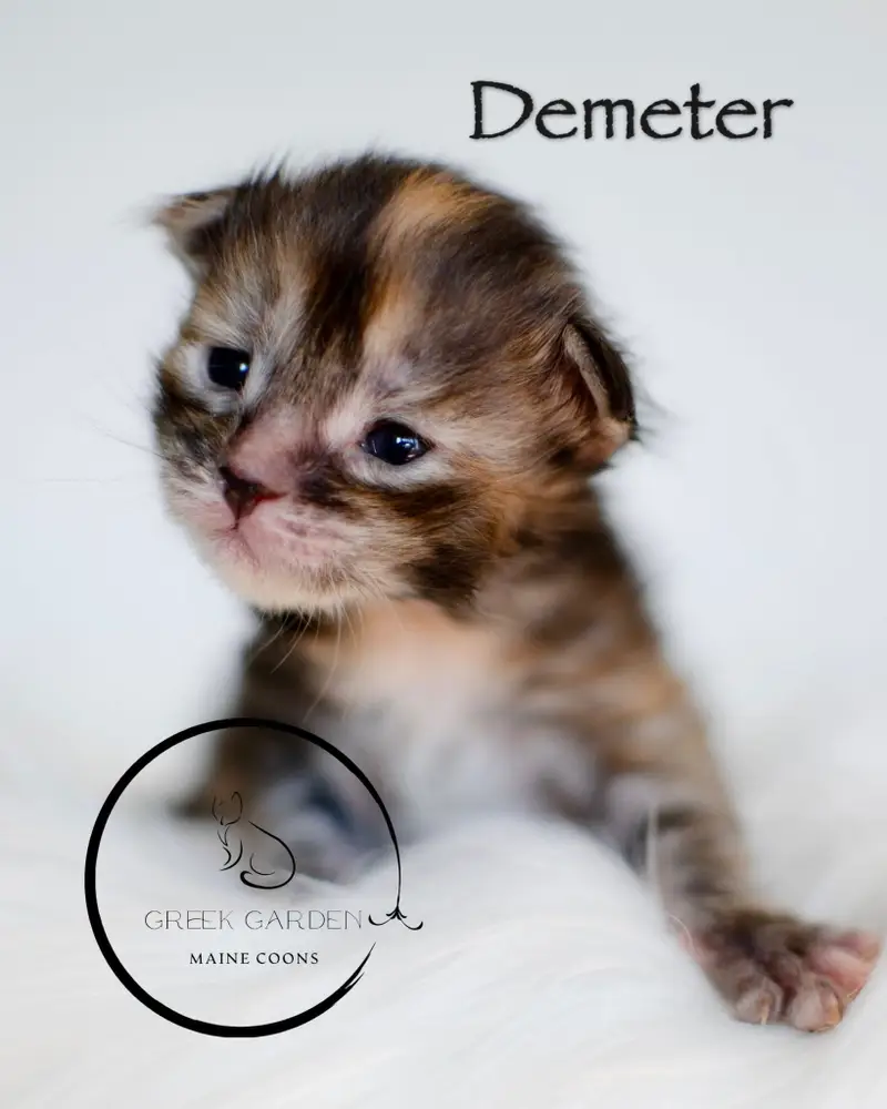 Demeter 2 Week Old Maine Coon Kitten Black Tabby Tortie