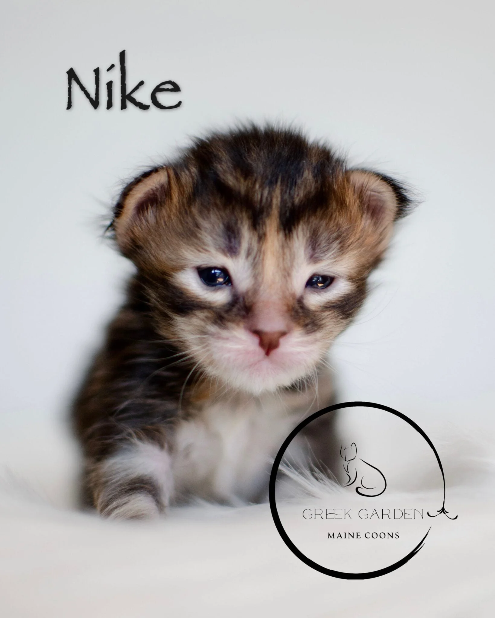 Nike 2 Week Old Maine Coon Kitten Black Tabby Tortie