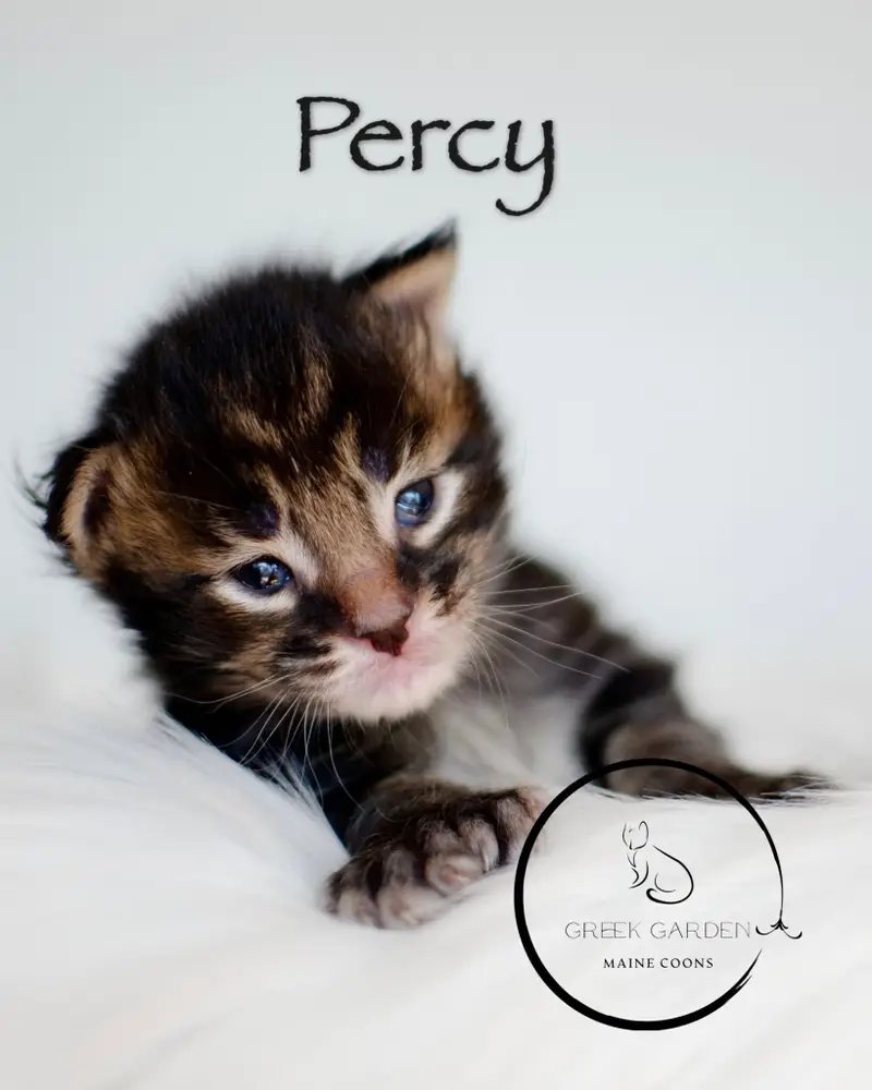 Percy 2 Week Old Polydactyl Maine Coon Kitten Black Brown Tabby