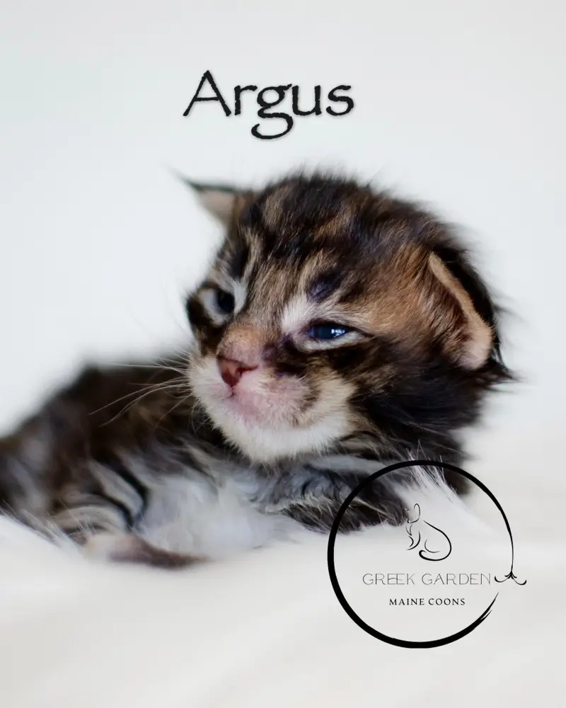 Argus 2 Week Old Polydactyl Maine Coon Kitten Black Brown Tabby