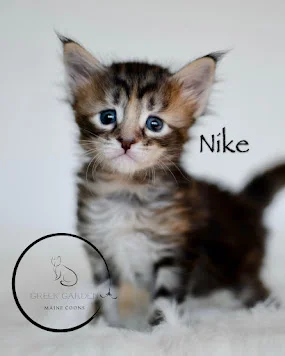 Nike 4 Week old maine coon kitten available near me at greek garden maine coons.