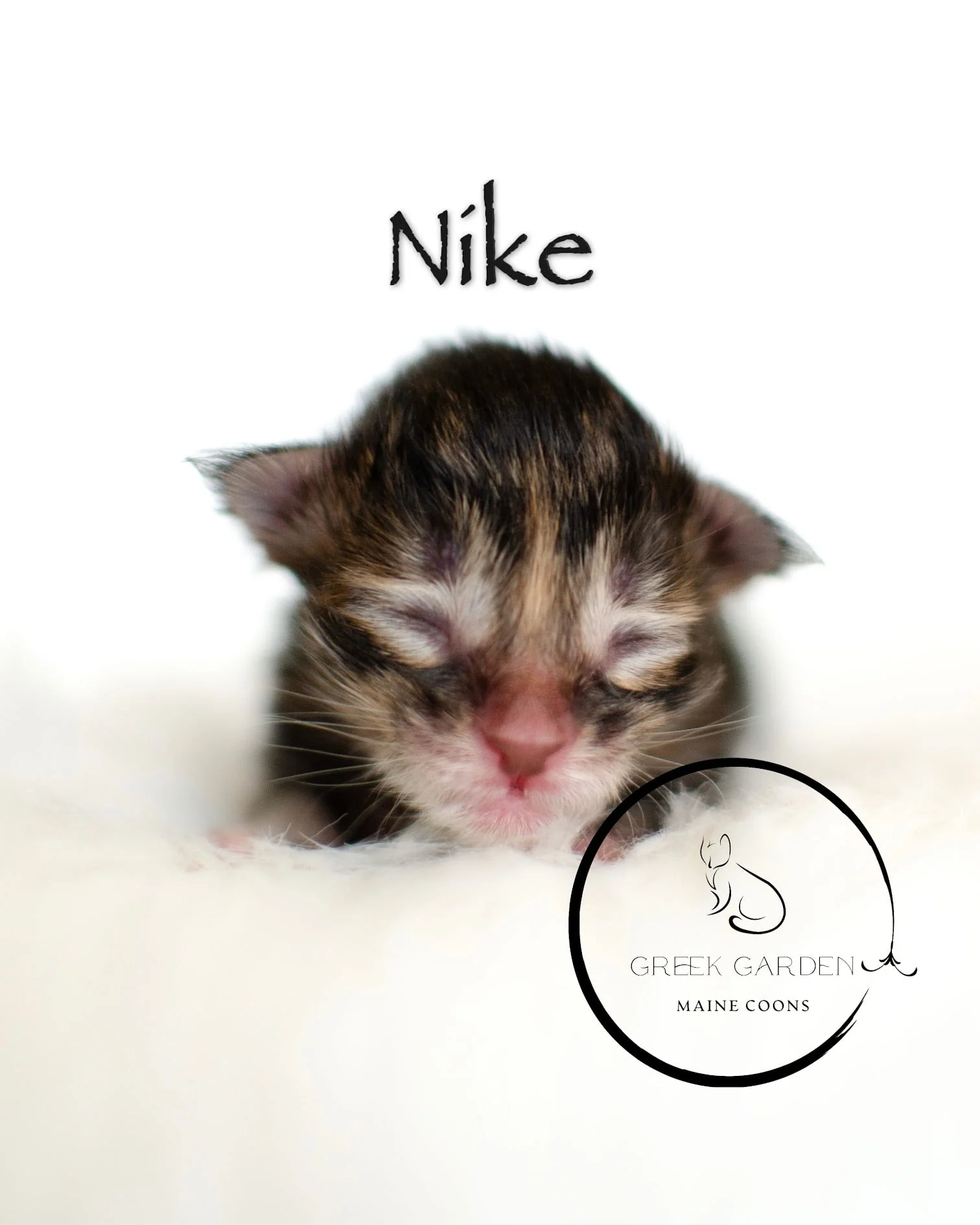 Nike Newborn Maine Coon Kitten Black Torbie