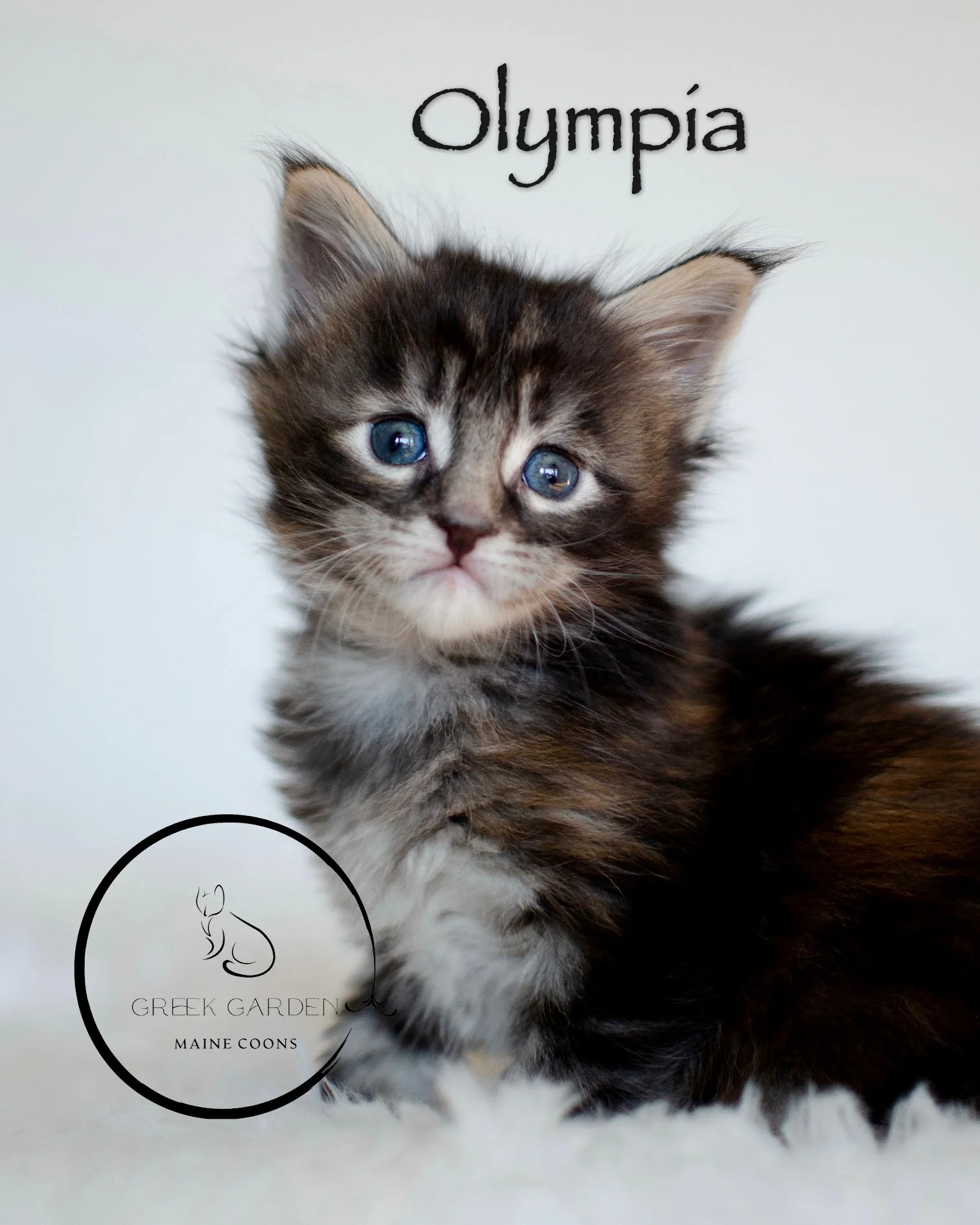 Olympia female polydactyl maine coon breeders in utah gorgeous maine coon kitten images available.