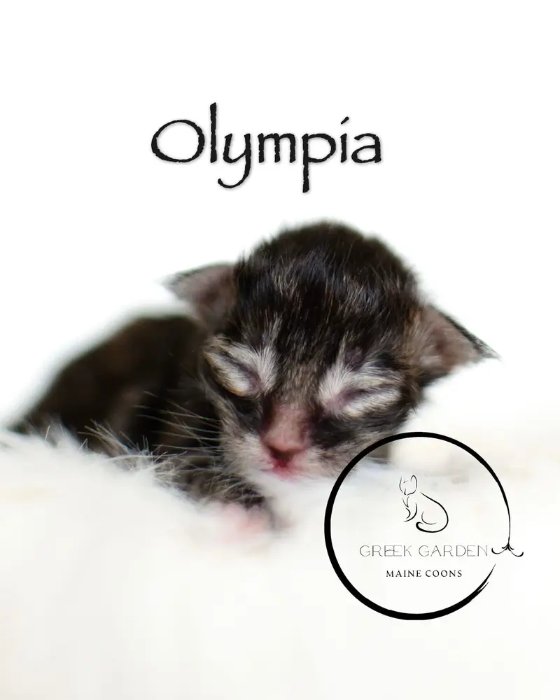 Olympia Newborn Polydactyl Maine Coon Kitten Black Torbie