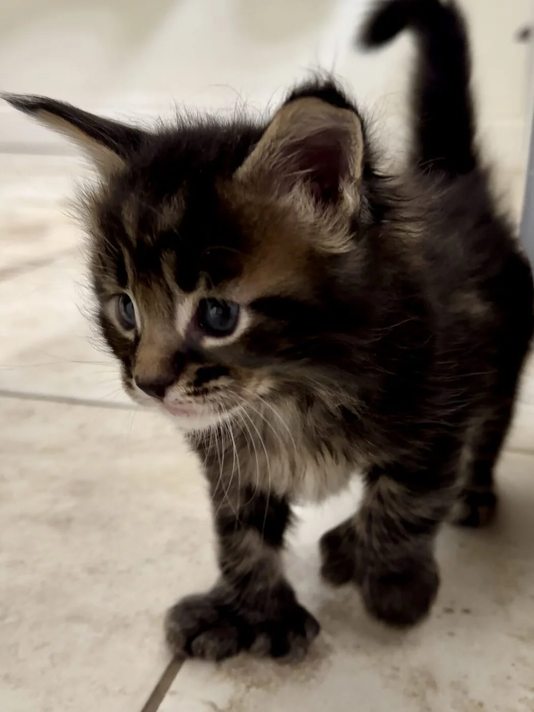 Black tabby Polydactyl Maine Coon Cat for Sale in Utah with Unique Extra Toes, Affordable Prices, and Loving Personality. Cutest kitten.