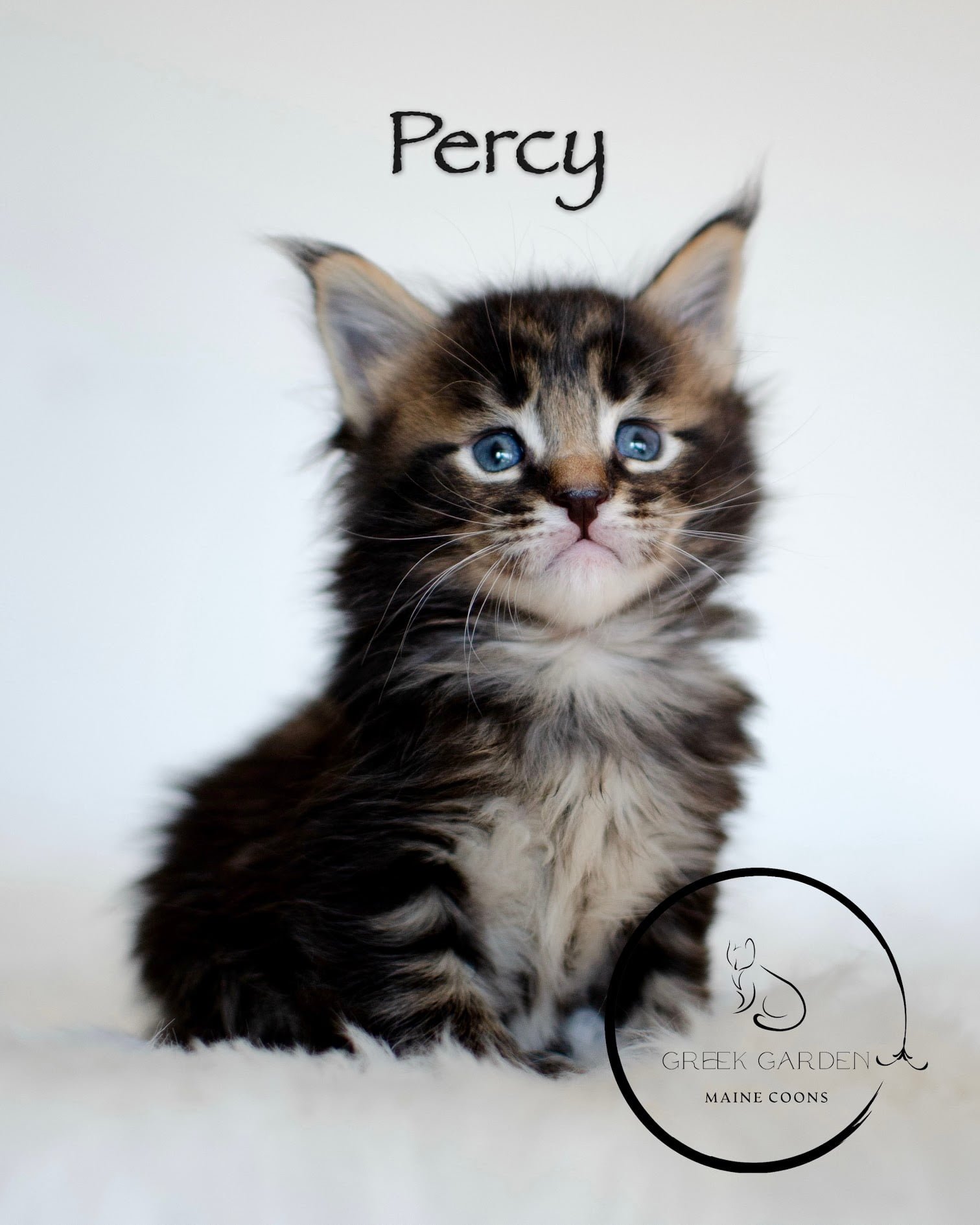 Percy 4 week old polydactyl black tabby maine coon kitten for sale in US.