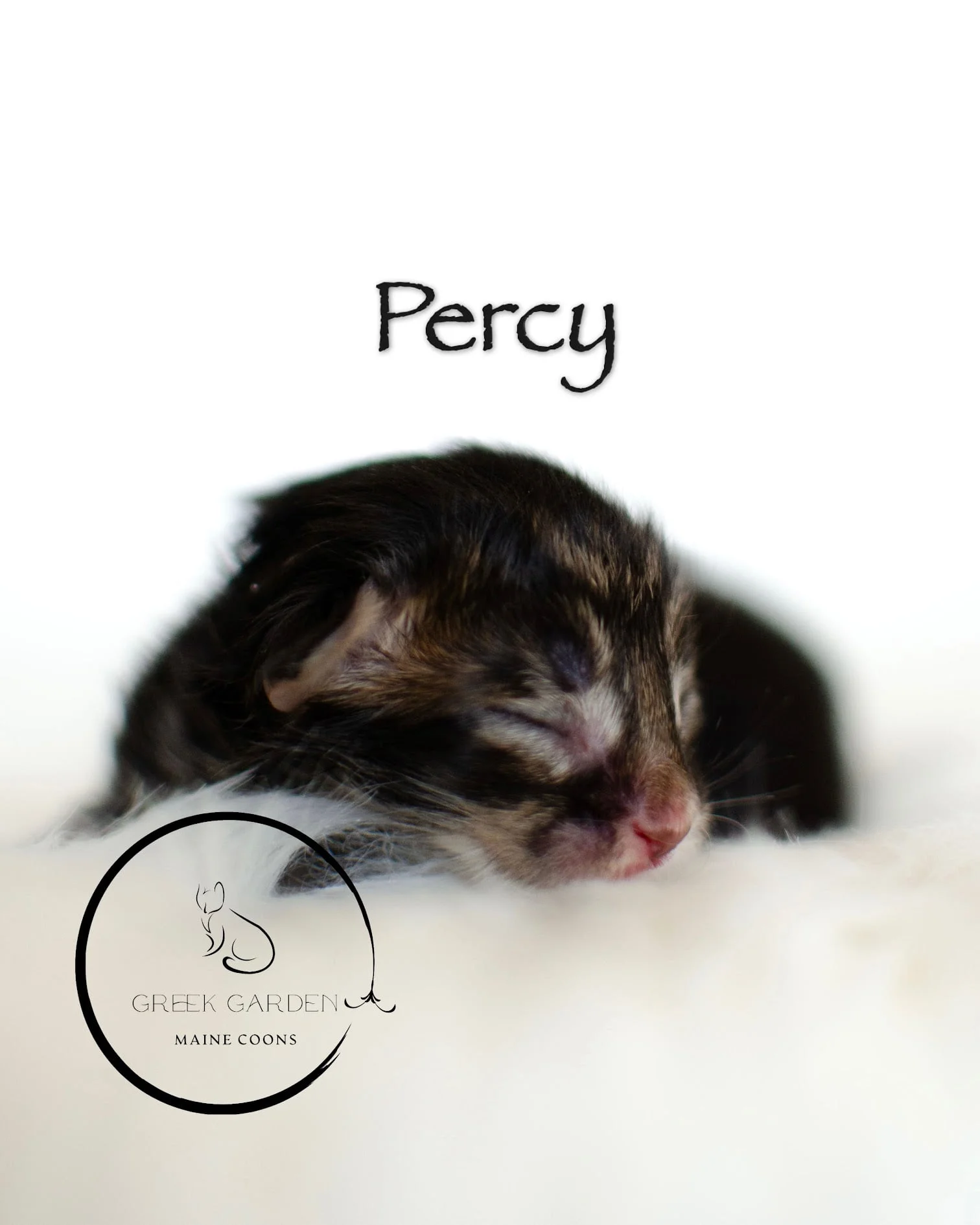 Percy Newborn Polydactyl Maine Coon Kitten Black Tabby