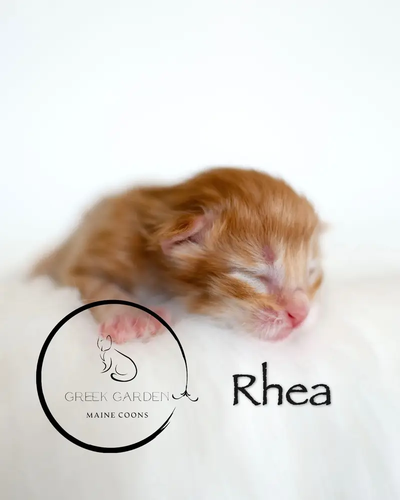 Rhea Newborn Polydactyl Maine Coon Kitten Red Tabby