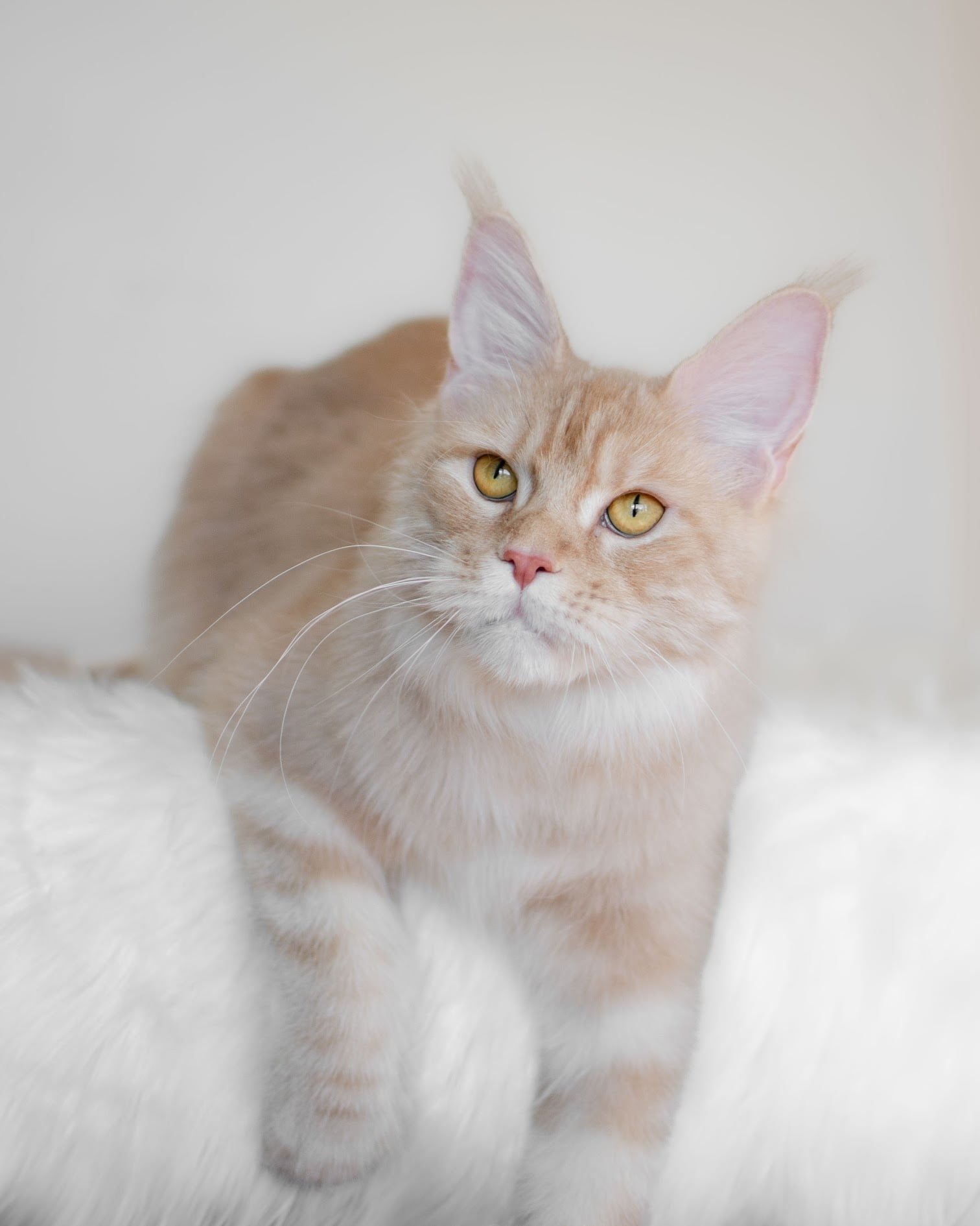 Cost of Maine Coon kittens overview featuring friendly and playful kittens raised in a healthy, caring environment.