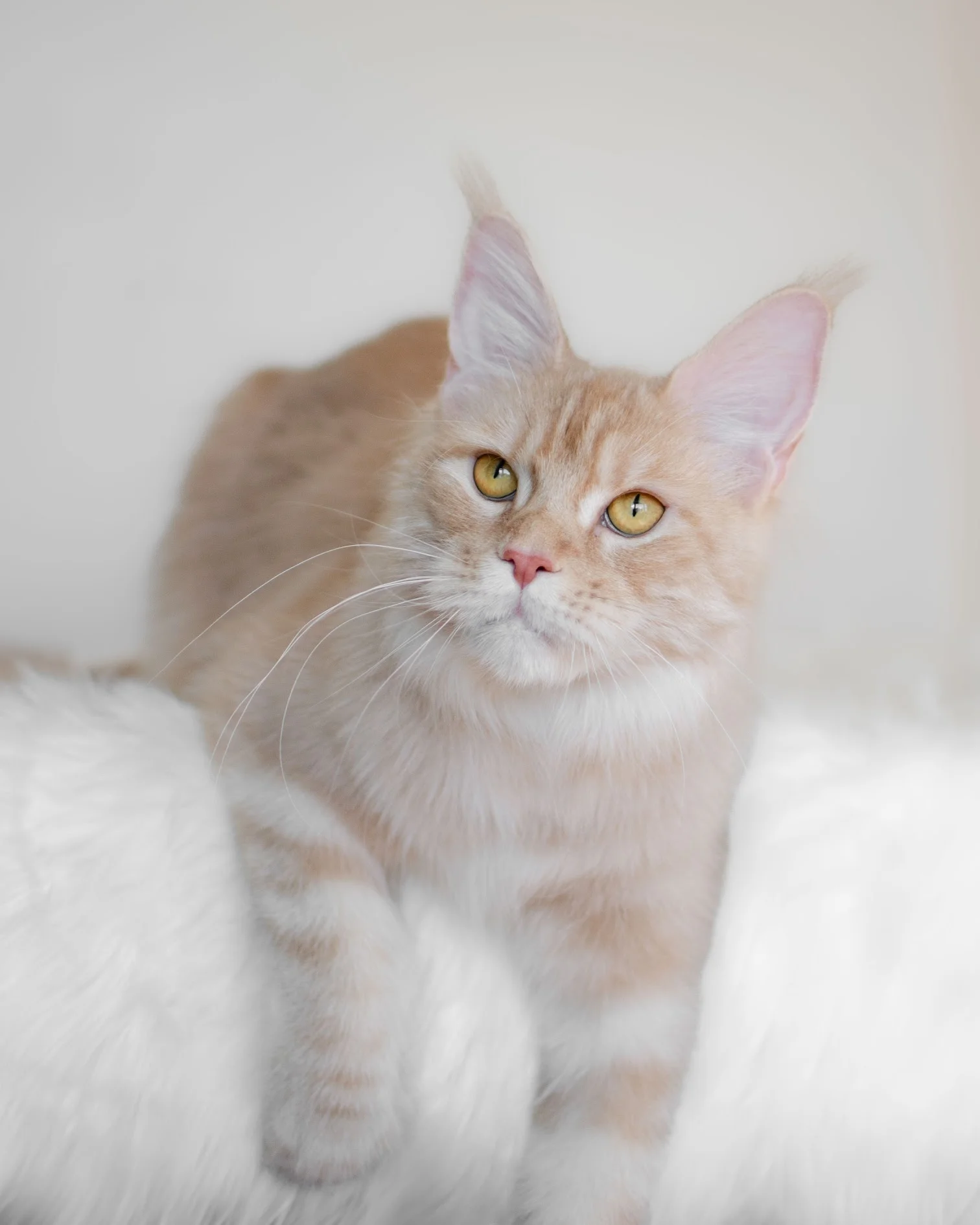 Thalia 5 Cost of Maine Coon kittens overview featuring friendly and playful kittens raised in a healthy, caring environment.