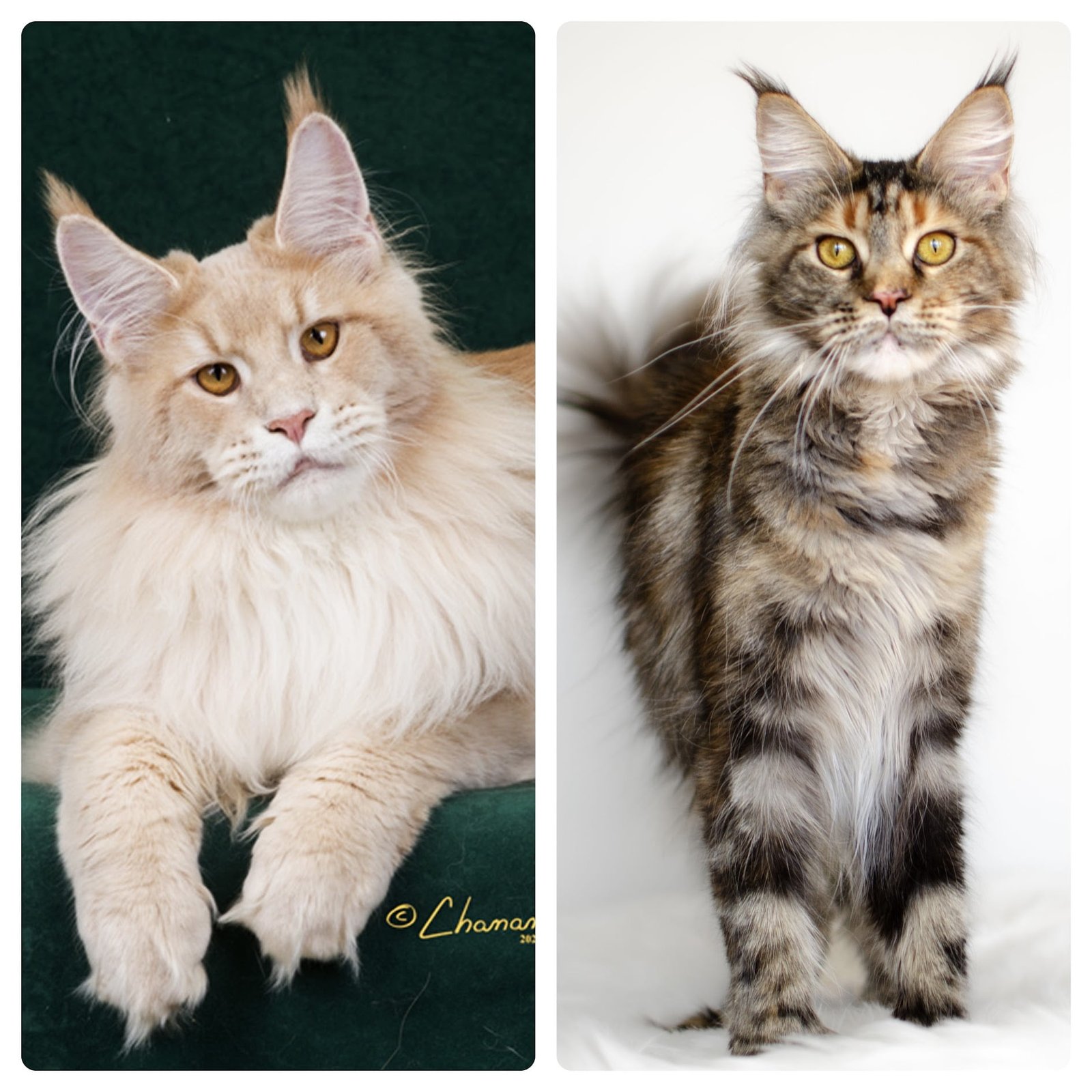 Greek Garden Maine Coons